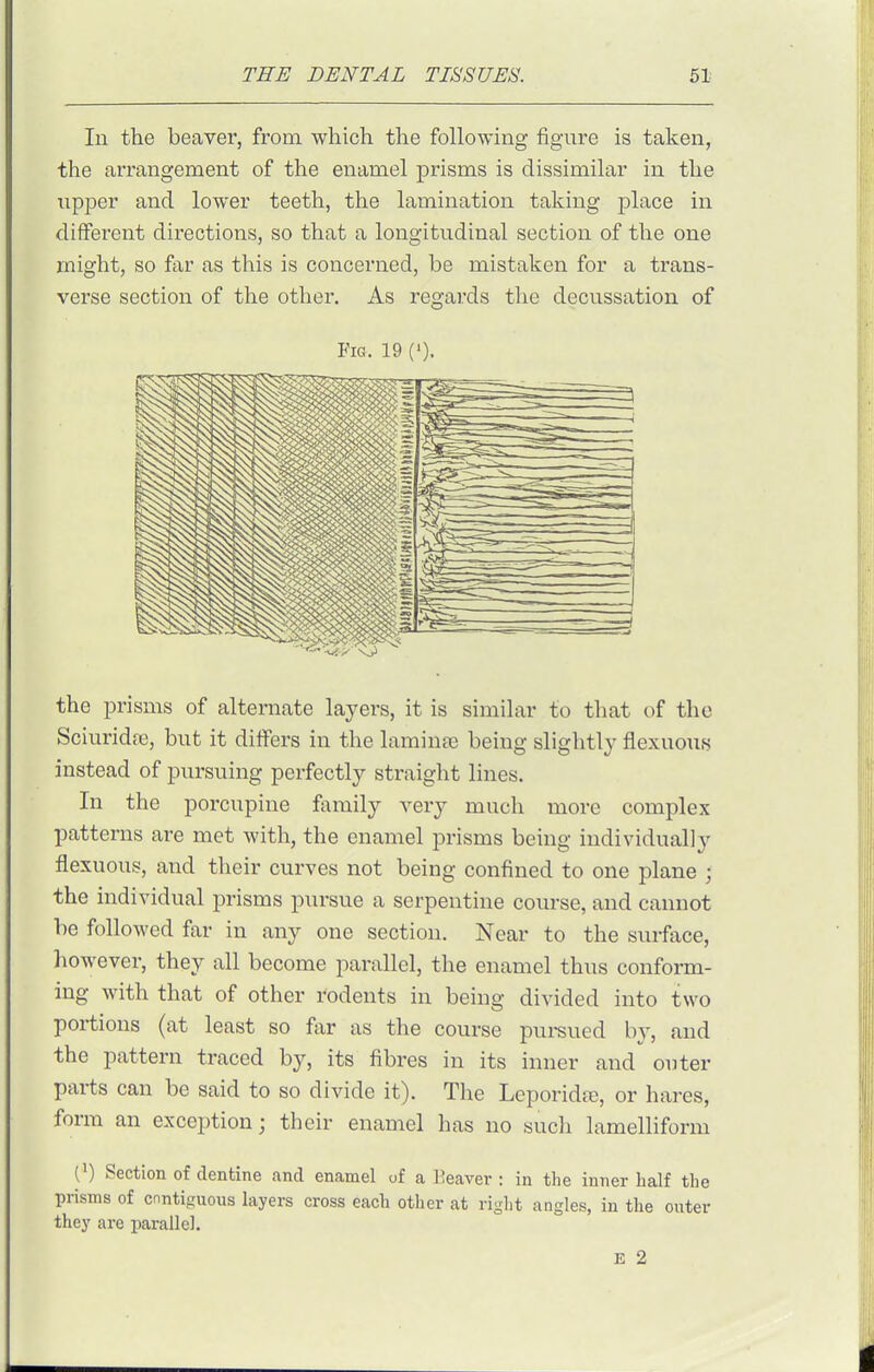 In the beaver, from which the following figure is taken, the arrangement of the enamel prisms is dissimilar in the npper and lower teeth, the lamination taking place in difFei'ent directions, so that a longitudinal section of the one might, so far as this is concerned, be mistaken for a trans- verse section of the other. As regards the decussation of Fig. 19 ('). the prisms of alternate layers, it is similar to that of the Sciuridfe, but it differs in the laminae being slightly flexuous instead of pursuing perfectly straight lines. In the porcupine family very much more complex patterns are met with, the enamel prisms being individually flexuous, and their curves not being confined to one plane ; the individual prisms pursue a serpentine course, and cannot be followed far in any one section. Near to the surface, however, they all become parallel, the enamel thus conform- ing with that of other rodents in being divided into two portions (at least so far as the course pui-sued b}', and the pattern traced by, its fibres in its inner and outer parts can be said to so divide it). The Leporidfe, or hares, form an excej)tion; their enamel has no sucli lamelliform p Section of dentine and enamel of a Eeaver : in the inner half the prisms of cnntiguous layers cross each other at right angles, in the enter they are parallel. E 2