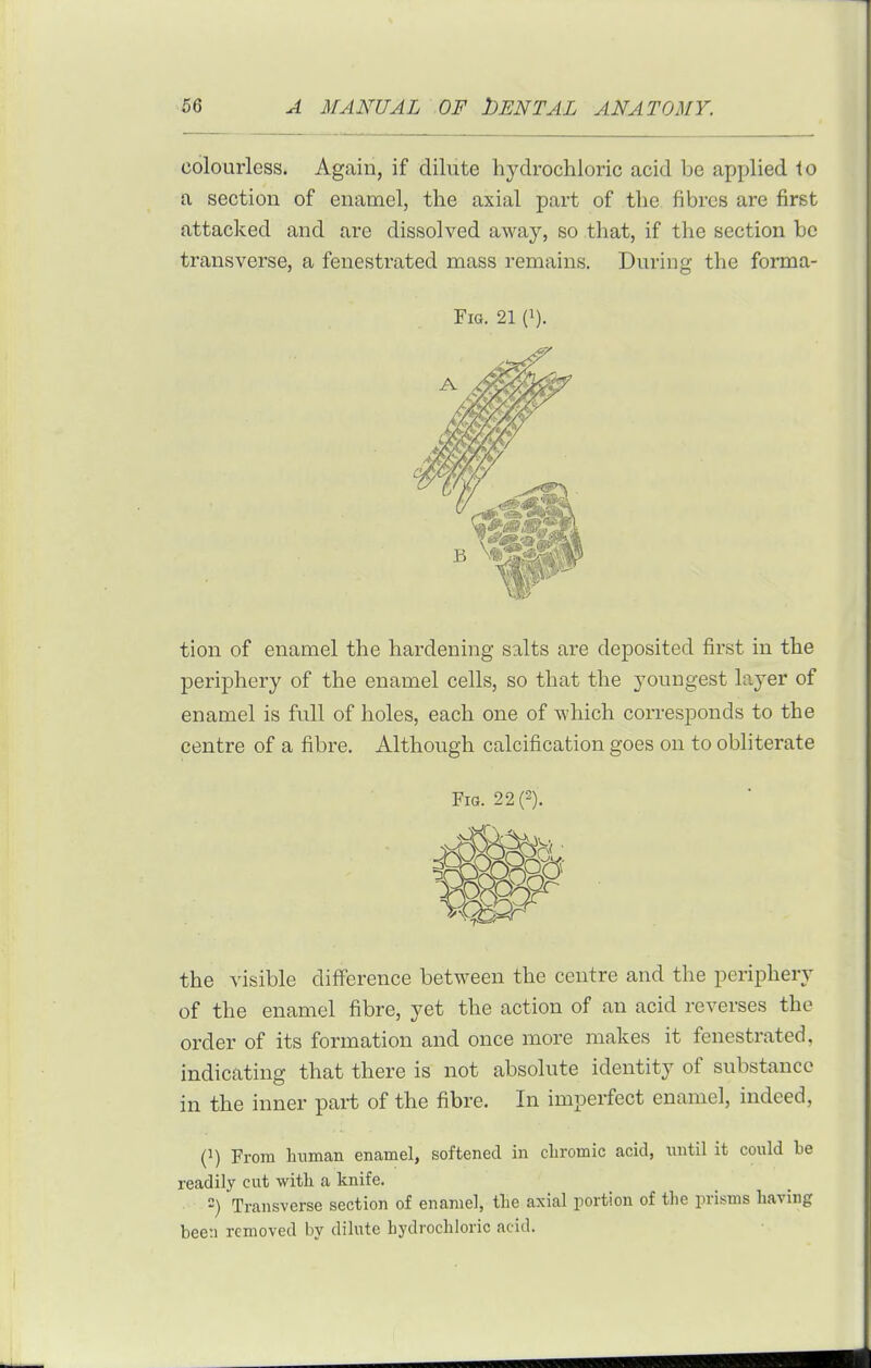 colourless. Again, if dilute hydrochloric acid be applied lo a section of enamel, the axial part of the fibres are first attacked and are dissolved away, so that, if the section be transverse, a fenestrated mass remains. During the forma- tion of enamel the hardening salts are deposited first in the periphery of the enamel cells, so that the youngest layer of enamel is full of holes, each one of which corresponds to the centre of a fibre. Although calcification goes on to obliterate the visible difference between the centre and the periphery of the enamel fibre, yet the action of an acid reverses the order of its formation and once more makes it fenestrated, indicating that there is not absolute identity of substance in the inner part of the fibre. In imperfect enamel, indeed, Q) From hiiman cBamel, softened in cbromic acid, until it could be readily cut with a knife. -) Transverse section of enamel, tlie axial portion of the prisms having been removed by dilute hydrochloric acid. Fig. 21 (i). Fig. 22(2).