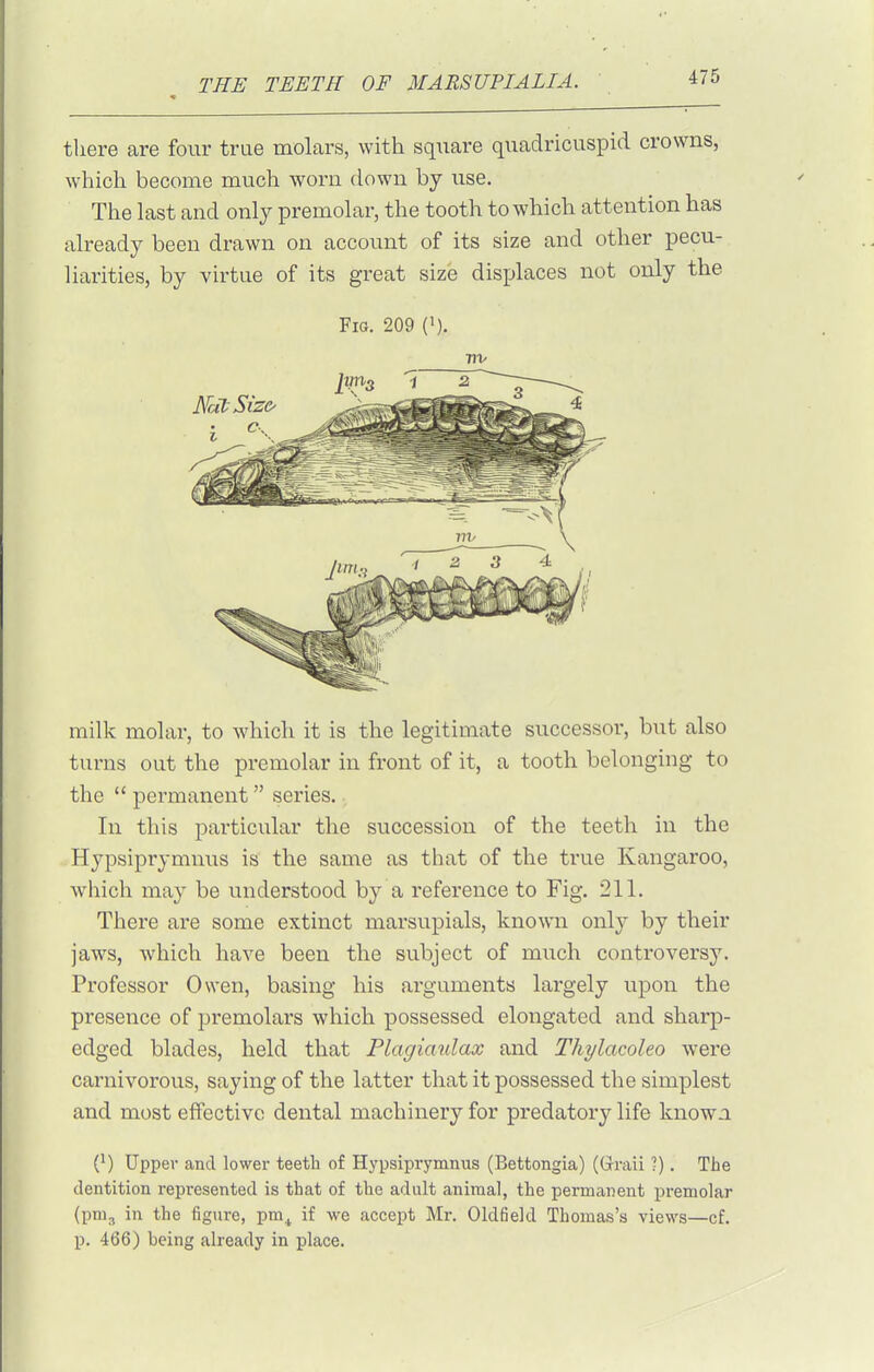 there are four true molars, with square quadricuspid crowns, which become much worn down by use. The last and only premolar, the tooth to which attention has already been drawn on account of its size and other pecu- liarities, by virtue of its great size displaces not only the Fig. 209 (i). 71V milk molar, to which it is the legitimate successor, but also turns out the premolar in front of it, a tooth belonging to the  permanent series. In this particular the succession of the teeth in the Hypsiprymnus is the same as that of the true Kangaroo, w^hich may be understood by a reference to Fig. 211. There are some extinct marsupials, known only by their jaws, which have been the subject of much controversy. Professor Owen, basing his ai'guments largely upon the presence of premolars which possessed elongated and sharp- edged blades, held that Plagiaidax and Thylacoleo were carnivorous, saying of the latter that it possessed the simplest and most effective dental machinery for predatory life knowa (}) Upper and lower teeth of Hypsiprymnus (Bettongia) (Graii ?). The dentition represented is that of the adult animal, the permanent premolar (pni^ in the figure, pm^ if we accept Mr. Oldfield Thomas's views—cf. p. 466) being already in place.