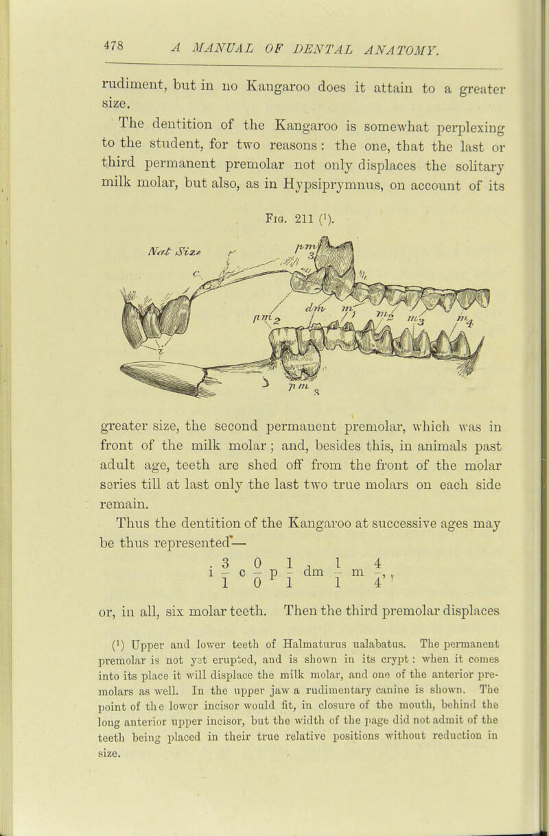 rudiment, but in no Kangaroo does it attain to a greater size. The dentition of the Kangaroo is somewhat perplexing to the student, for two reasons : the one, that the last or third permanent premolar not only displaces the solitary milk molar, but also, as in Hypsiprymnus, on account of its Fig. 211 ('). greater size, the second permanent premolar, which was in front of the milk molar; and, besides this, in animals past adult age, teeth are shed off from the front of the molar series till at last only the last two true molars on each side remain. Thus the dentition of the Kangaroo at successive ages may be thus represented'— .301,1 4 1 - c - p - dm - m -, , 1 0 M 1 4 ' or, in all, six molar teeth. Then the third premolar displaces (') Upper and lov/er teeth of Halmatiirus ualabatus. The permanent premolar is not yat erupted, and is shown in its crypt: when it comes into its place it will displace the milk molar, and one of the anterior pre- molars as w^ell. In the upper jaw a rudimentary canine is shown. The jjoint of the lower incisor would fit, in closure of the mouth, behind the long anterior upper incisor, but the width of the page did not admit of the teeth being placed in their true relative positions without reduction in size.