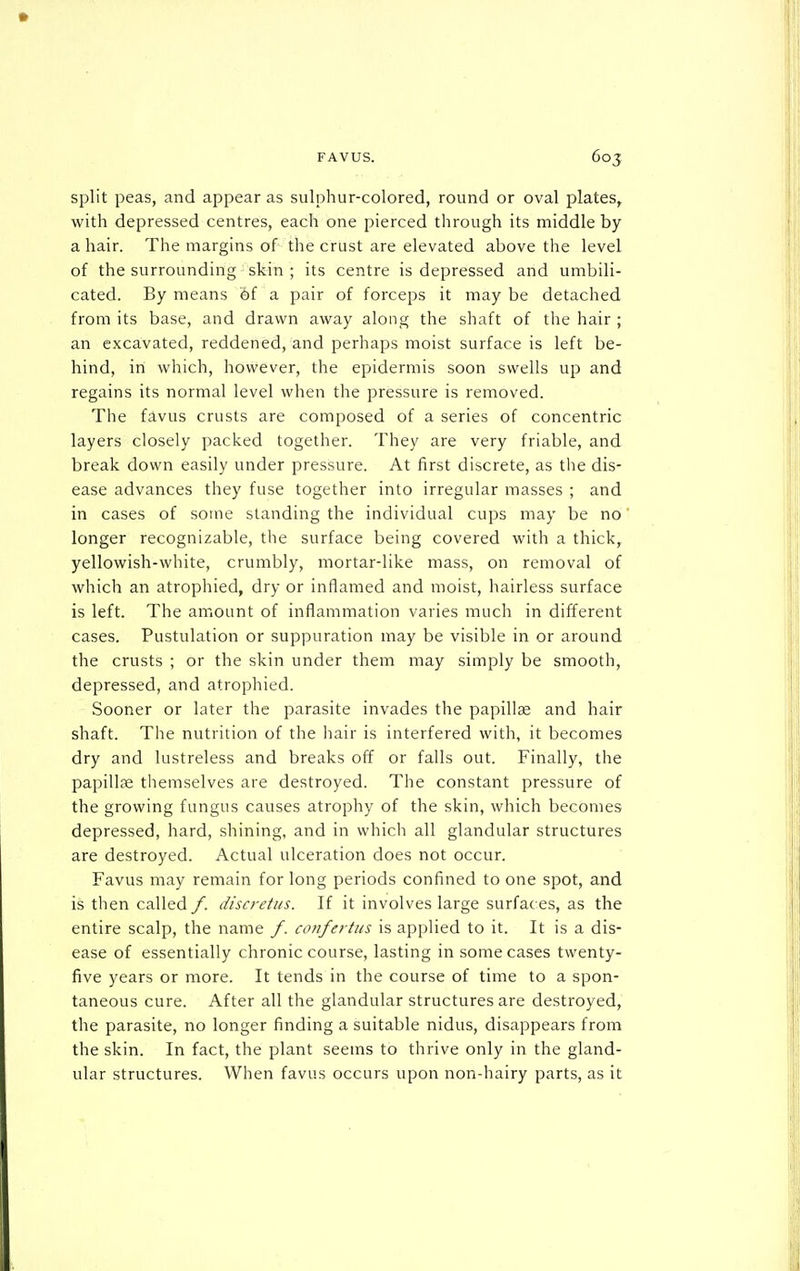 split peas, and appear as sulphur-colored, round or oval plates, with depressed centres, each one pierced through its middle by a hair. The margins of the crust are elevated above the level of the surrounding skin ; its centre is depressed and umbili- cated. By means '6f a pair of forceps it may be detached from its base, and drawn away along the shaft of the hair ; an excavated, reddened, and perhaps moist surface is left be- hind, in which, however, the epidermis soon swells up and regains its normal level when the pressure is removed. The favus crusts are composed of a series of concentric layers closely packed together. They are very friable, and break down easily under pressure. At first discrete, as the dis- ease advances they fuse together into irregular masses ; and in cases of some standing the individual cups may be no longer recognizable, the surface being covered with a thick, yellowish-white, crumbly, mortar-like mass, on removal of which an atrophied, dry or inflamed and moist, hairless surface is left. The amount of inflammation varies much in different cases. Pustulation or suppuration may be visible in or around the crusts ; or the skin under them may simply be smooth, depressed, and atrophied. Sooner or later the parasite invades the papilla and hair shaft. The nutrition of the hair is interfered with, it becomes dry and lustreless and breaks off or falls out. Finally, the papillae themselves are destroyed. The constant pressure of the growing fungus causes atrophy of the skin, which becomes depressed, hard, shining, and in which all glandular structures are destroyed. Actual ulceration does not occur. Favus may remain for long periods confined to one spot, and is then called/, discretus. If it involves large surfaces, as the entire scalp, the name /. conferties is applied to it. It is a dis- ease of essentially chronic course, lasting in some cases twenty- five years or more. It tends in the course of time to a spon- taneous cure. After all the glandular structures are destroyed, the parasite, no longer finding a suitable nidus, disappears from the skin. In fact, the plant seems to thrive only in the gland- ular structures. When favus occurs upon non-hairy parts, as it