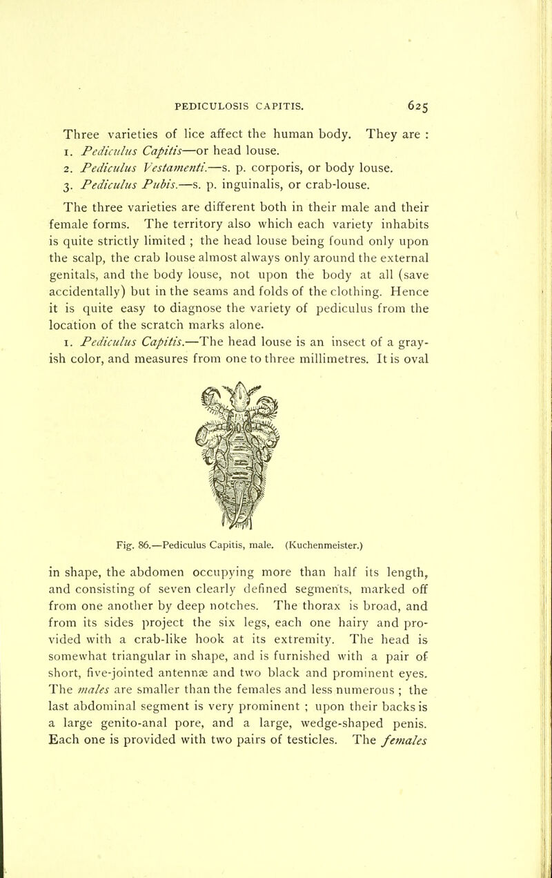 Three varieties of lice affect the human body. They are : 1. Pedicitlus Capitis—or head louse. 2. Pediculus Vestatnenti.—s. p. corporis, or body louse. 3. Pediculus Pubis.—s. p. inguinalis, or crab-louse. The three varieties are different both in their male and their female forms. The territory also which each variety inhabits is quite strictly limited ; the head louse being found only upon the scalp, the crab louse almost always only around the external genitals, and the body louse, not upon the body at all (save accidentally) but in the seams and folds of the clothing. Hence it is quite easy to diagnose the variety of pediculus from the location of the scratch marks alone. I. Pediculus Capitis.—The head louse is an insect of a gray- ish color, and measures from one to three millimetres. It is oval in shape, the abdomen occupying more than half its length, and consisting of seven clearly defined segments, marked off from one another by deep notches. The thorax is broad, and from its sides project the six legs, each one hairy and pro- vided with a crab-like hook at its extremity. The head is somewhat triangular in shape, and is furnished with a pair of short, five-jointed antennte and two black and prominent eyes. The males are smaller than the females and less numerous ; the last abdominal segment is very prominent ; upon their backs is a large genito-anal pore, and a large, wedge-shaped penis. Each one is provided with two pairs of testicles. The females Fig. 86.—Pediculus Capitis, male. (Kuchenmeister.)