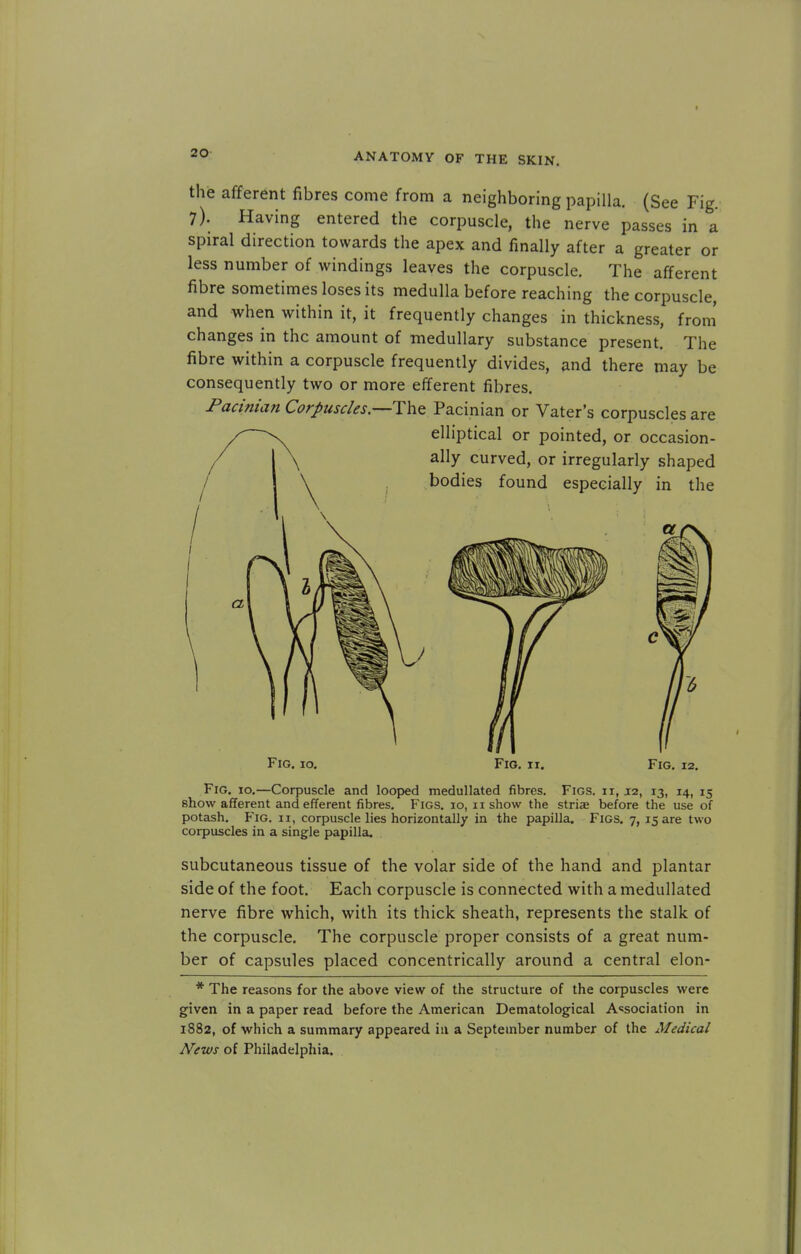 the afferent fibres come from a neighboring papilla. (See Fig. 7). Having entered the corpuscle, the nerve passes in a spiral direction towards the apex and finally after a greater or less number of windings leaves the corpuscle. The afferent fibre sometimes loses its medulla before reaching the corpuscle, and when within it, it frequently changes in thickness, from changes in the amount of medullary substance present. The fibre within a corpuscle frequently divides, and there may be consequently two or more efferent fibres. Pacinian Corpuscles.—The Pacinian or Vater's corpuscles Fig. 10. Fig. ii. Fig. 12. Fig. 10.—Corpuscle and looped medullated fibres. Figs, ii, 12, 13, 14, 15 show afferent and efferent fibres. Figs. 10, 11 show the striae before the use of potash. Fig. ii, corpuscle lies horizontally in the papilla. Figs. 7, 15 are two corpuscles in a single papilla. subcutaneous tissue of the volar side of the hand and plantar side of the foot. Each corpuscle is connected with a medullated nerve fibre which, with its thick sheath, represents the stalk of the corpuscle. The corpuscle proper consists of a great num- ber of capsules placed concentrically around a central elon- * The reasons for the above view of the structure of the corpuscles were given in a paper read before the American Dematological Association in 1882, of which a summary appeared in a September number of the Medical News of Philadelphia.