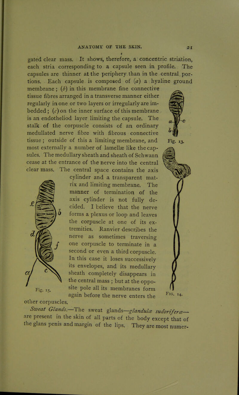 gated clear mass. It shows, therefore, a concentric striation, each stria corresponding to a capsule seen in profile. The capsules are thinner at the periphery than in the central por- tions. Each capsule is composed of (a) a hyaline ground membrane ; (b) in this membrane fine connective tissue fibres arranged in a transverse manner either regularly in one or two layers or irregularly are im- bedded ; (c) on the inner surface of this membrane is an endotheliod layer limiting the capsule. The stalk of the corpuscle consists of an ordinary medullated nerve fibre with fibrous connective tissue ; outside of this a limiting membrane, and most externally a number of lamellae like the cap- sules. The medullary sheath and sheath of Schwann cease at the entrance of the nerve into the central clear mass. The central space contains the axis cylinder and a transparent mat- rix and limiting membrane. The manner of termination of the axis cylinder is not fully de- cided. I believe that the nerve forms a plexus or loop and leaves the corpuscle at one of its ex- tremities. Ranvier describes the nerve as sometimes traversing one corpuscle to terminate in a second or even a third corpuscle. In this case it loses successively its envelopes, and its medullary sheath completely disappears in the central mass ; but at the oppo- site pole all its membranes form again before the nerve enters the other corpuscles. Sweat Glands.—The sweat glands—glandules sudortferce— are present in the skin of all parts of the body except that of the glans penis and margin of the lips. They are most nurner- Fig.