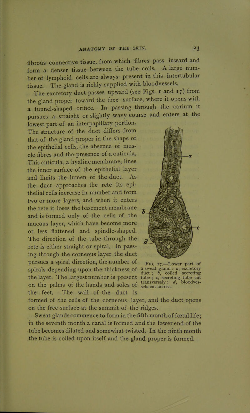 fibrous connective tissue, from which fibres pass inward and form a denser tissue between the tube coils. A large num- ber of lymphoid cells are always present in this intertubular tissue. The gland is richly supplied with bloodvessels. The excretory duct passes upward (see Figs, i and 17) from the gland proper toward the free surface, where it opens with a funnel-shaped orifice. In passing through the corium it pursues a straight or slightly wavy course and enters at the lowest part of an interpapillary portion. The structure of the duct differs from that of the gland proper in the shape of the epithelial cells, the absence of mus- cle fibres and the presence of a cuticula. This cuticula, a hyaline membrane, lines the inner surface of the epithelial layer and limits the lumen of the duct. As the duct approaches the rete its epi- thelial cells increase in number and form two or more layers, and when it enters the rete it loses the basement membrane and is formed only of the cells of the mucous layer, which have become more or less flattened and spindle-shaped. The direction of the tube through the rete is either straight or spiral. In pass- ing through the corneous layer the duct pursues a spiral direction, the number of spirals depending upon the thickness of the layer. The largest number is present on the palms of the hands and soles of the feet. The wall of the duct is formed of the cells of the corneous layer, and the duct opens on the free surface at the summit of the ridges. Sweat glands commence to form in the fifth month of foetal life; in the seventh month a canal is formed and the lower end of the tube becomes dilated and somewhat twisted. In the ninth month the tube is coiled upon itself and the gland proper is formed. Fig. 17.—Lower part of a sweat gland : a, excretory duct ; b, coiled secreting tube ; cy secreting tube cut transversely; d, bloodves- sels cut across.