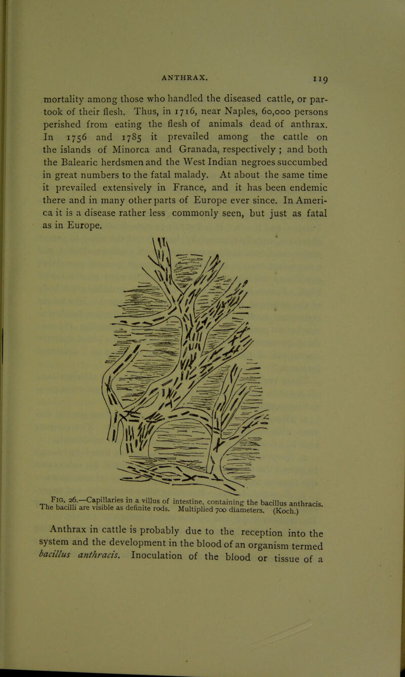 mortality among those who handled the diseased cattle, or par- took of their flesh. Thus, in 1716, near Naples, 60,000 persons perished from eating the flesh of animals dead of anthrax. In 1756 and 1785 it prevailed among the cattle on the islands of Minorca and Granada, respectively ; and both the Balearic herdsmen and the West Indian negroes succumbed in great numbers to the fatal malady. At about the same time it prevailed extensively in France, and it has been endemic there and in many other parts of Europe ever since. In Ameri- ca it is a disease rather less commonly seen, but just as fatal as in Europe. ft... ti,FkG' .?r-_CaPiUfrieS j?ca ^illus of intestine. containing the bacillus anthracis. The bacilli are visible as definite rods. Multiplied 700 diameters. (Koch.) Anthrax in cattle is probably due to the reception into the system and the development in the blood of an organism termed bacillus anthracis. Inoculation of the blood or tissue of a