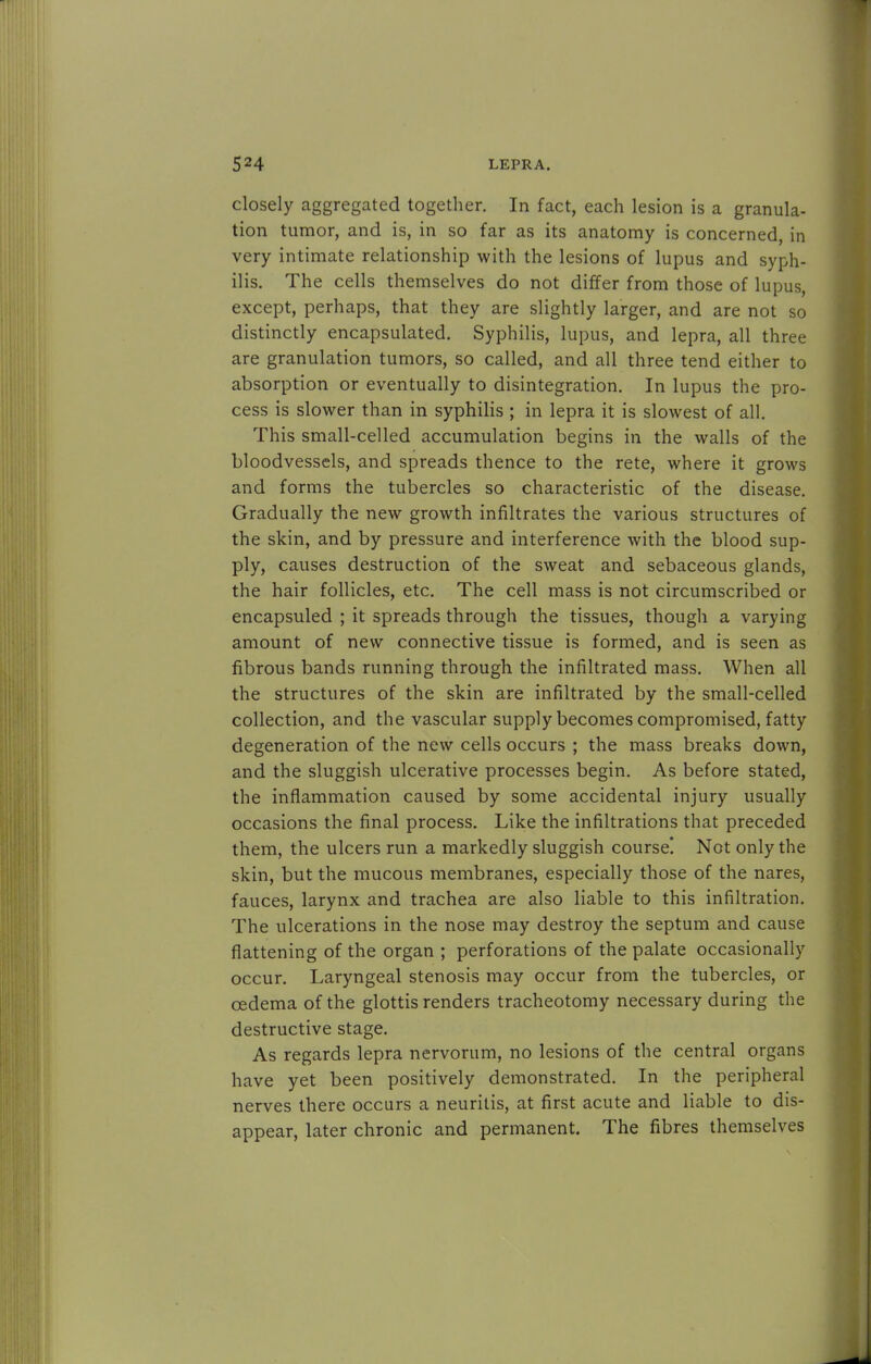 closely aggregated together. In fact, each lesion is a granula- tion tumor, and is, in so far as its anatomy is concerned, in very intimate relationship with the lesions of lupus and syph- ilis. The cells themselves do not differ from those of lupus, except, perhaps, that they are slightly larger, and are not so distinctly encapsulated. Syphilis, lupus, and lepra, all three are granulation tumors, so called, and all three tend either to absorption or eventually to disintegration. In lupus the pro- cess is slower than in syphilis ; in lepra it is slowest of all. This small-celled accumulation begins in the walls of the bloodvessels, and spreads thence to the rete, where it grows and forms the tubercles so characteristic of the disease. Gradually the new growth infiltrates the various structures of the skin, and by pressure and interference with the blood sup- ply, causes destruction of the sweat and sebaceous glands, the hair follicles, etc. The cell mass is not circumscribed or encapsuled ; it spreads through the tissues, though a varying amount of new connective tissue is formed, and is seen as fibrous bands running through the infiltrated mass. When all the structures of the skin are infiltrated by the small-celled collection, and the vascular supply becomes compromised, fatty degeneration of the new cells occurs ; the mass breaks down, and the sluggish ulcerative processes begin. As before stated, the inflammation caused by some accidental injury usually occasions the final process. Like the infiltrations that preceded them, the ulcers run a markedly sluggish course! Not only the skin, but the mucous membranes, especially those of the nares, fauces, larynx and trachea are also liable to this infiltration. The ulcerations in the nose may destroy the septum and cause flattening of the organ ; perforations of the palate occasionally occur. Laryngeal stenosis may occur from the tubercles, or oedema of the glottis renders tracheotomy necessary during the destructive stage. As regards lepra nervorum, no lesions of the central organs have yet been positively demonstrated. In the peripheral nerves there occurs a neuritis, at first acute and liable to dis- appear, later chronic and permanent. The fibres themselves