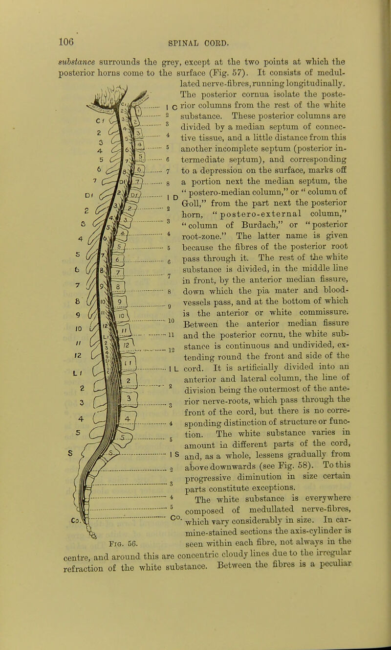 substance surrounds the groy, except at the two points at which the posterior horns come to the surface (Fig. 57). It consists of medul- lated nerve-fibres, running longitudinally. The posterior comua isolate the poste- 1 c rior columns from the rest of the white 3 substance. These posterior columns are ^ divided by a median, septum of connec- * tive tissue, and a little distance from this ^ another incomplete septum (posterior in- 6 termediate septum), and corresponding 7 to a depression on the surface, marks off 8 a portion next the median septum, the Q, (^^i''<!i/ojj, , ^  postero-median column, or  column of GoU, from the part next the posterior horn,  postero-external column, column of Burdach, or posterior root-zone. The latter name is given because the fibres of the posterior root Xj. 6 P^ss through it. The rest of the white substance is divided, in the middle line //j ' in front, by the anterior median fissure, ^/|9nM a \ down which the pia mater and blood- vessels pass, and at the bottom of which is the anterior or white commissure. Between the anterior median fissure and the posterior cornu, the white sub- stance is continuous and undivided, ex- tending round the front and side of the cord. It is a.rtificially divided into an anterior and lateral column, the line of division being the outermost of the ante- I D 2 8 i 10 1' f 4- / 10 11 12 I L ■ 2 front of the cord, but there is no corre- sponding distinction of structure or func- tion. The white substance varies in amount in different parts of the cord, and, as a whole, lessens gradually from above downwards (see Fig. 58). To this progressive diminution in size certain parts constitute exceptions. The white substance is everywhere composed of medullated nerve-fibres, which vary considerably in size. In car- mine-stained sections the axis-cylinder is seen within each fibre, not always in the centre, and around this are concentric cloudy lines due to the irregular refraction of the white substance. Between the fibres is a peculiar I s i 5 CO. Fig.