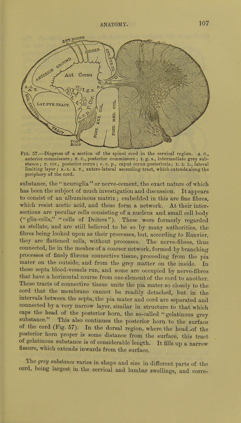 Fia. 57.—Diagram of a section of the spinal cord in the cervical region. A. 0., anterior commissure ; P. 0., posterior commissure ; I. g. s., intermediate grey sub- stance ; P. cor., posterior cornu ; c. c. p., caput cornu posterioris; i. i. L., lateral limiting layer; A.-L. A. T., antero-lateral ascending tract, which extends along the periphery of the cord. substance, tlie  neuroglia or nerve-cement, the exact nature of wliich. has been the subject of mucb investigation and discussion. It appears to consist of an albuminous matrix ; embedded in tliis are fine fibres, wbich. resist acetic acid, and these form a network. At their inter- sections are peculiar cells consisting of a nucleus and small cell body (glia-cells, cells of Deiters). These were formerly regarded as stellate, and are still believed to be so by many authorities, the fibres being looked upon as their processes, but, according to Eanvier, they are flattened cells, without processes. The nerve-fibres, thus connected, lie in the meshes of a coarser network, formed by branching processes of finely fibrous connective tissue, proceeding from the pia mater on the outside, and from the grey matter on the inside. In these septa blood-vessels run, and some are occupied by nerve-fibres that have a horizontal course from one element of the cord to another. These tracts of connective tissue unite the pia mater so closely to the cord that the membrane cannot be readily detached, but in the intervals between the septa, the pia mater and cord are separated and connected by a very narrow layer, similar in structure to that which caps the head of the posterior horn, the so-called  gelatinous grey substance. This also continues the posterior horn to the surface of the cord (Fig. 67). In the dorsal region, where the head .of the postenor horn proper is some distance from the surface, this tract of gelatinous substance is of considerable length. It fills up a narrow fissure, which extends inwards from the surface. The grey substance varies in shape and size in different parts of the cord, being largest in the cervical and lumbar swellings, and corre-