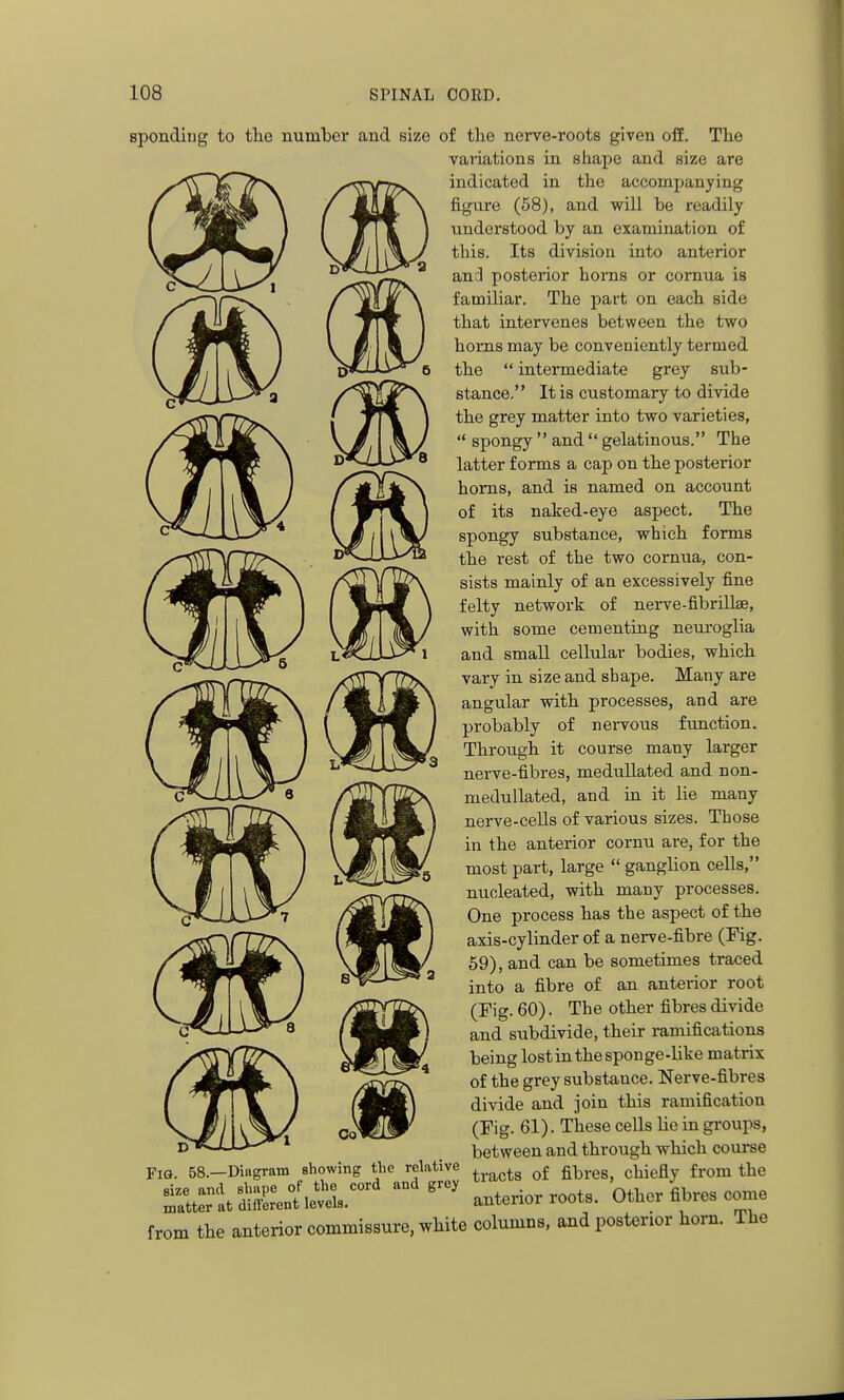 sponding to the number and size of tlie nerve-roots given off. The vaiiations in sliape and size are indicated in the accompanying figure (58), and will be readily understood by an examination of this. Its division into anterior and posterior horns or cornua is familiar. The part on each side that intervenes between the two horns may be conveniently termed the  intermediate grey sub- stance. It is customary to divide the grey matter into two varieties,  spongy  and  gelatinous. The latter forms a cap on the posterior horns, and is named on account of its naked-eye aspect. The spongy substance, which forms the rest of the two cornua, con- sists mainly of an excessively fine felty network of nerve-fibrillae, with some cementing neuroglia and small cellular bodies, which vary in size and shape. Many are angular with processes, and are probably of nei-vous function. Through it course many larger nerve-fibres, medullated and non- medullated, and in it lie many nerve-ceUs of various sizes. Those in the anterior cornu are, for the most part, large  ganghon cells, nucleated, with many processes. One process has the aspect of the axis-cylinder of a nerve-fibre (Fig. 59), and can be sometimes traced into a fibre of an anterior root (Fig. 60). The other fibres divide and subdivide, their ramifications being lost in thespouge-like matrix of the grey substance. Nerve-fibres divide and join this ramification (Fig. 61). These cells lie in groups, between and through which course Fig. 58.—Diagram showing the relative fibres, chiefly from the Z^tlSJ ..teriorroot,. Other fibres con.e from the anterior commissure, white columns, and posterior horn. The