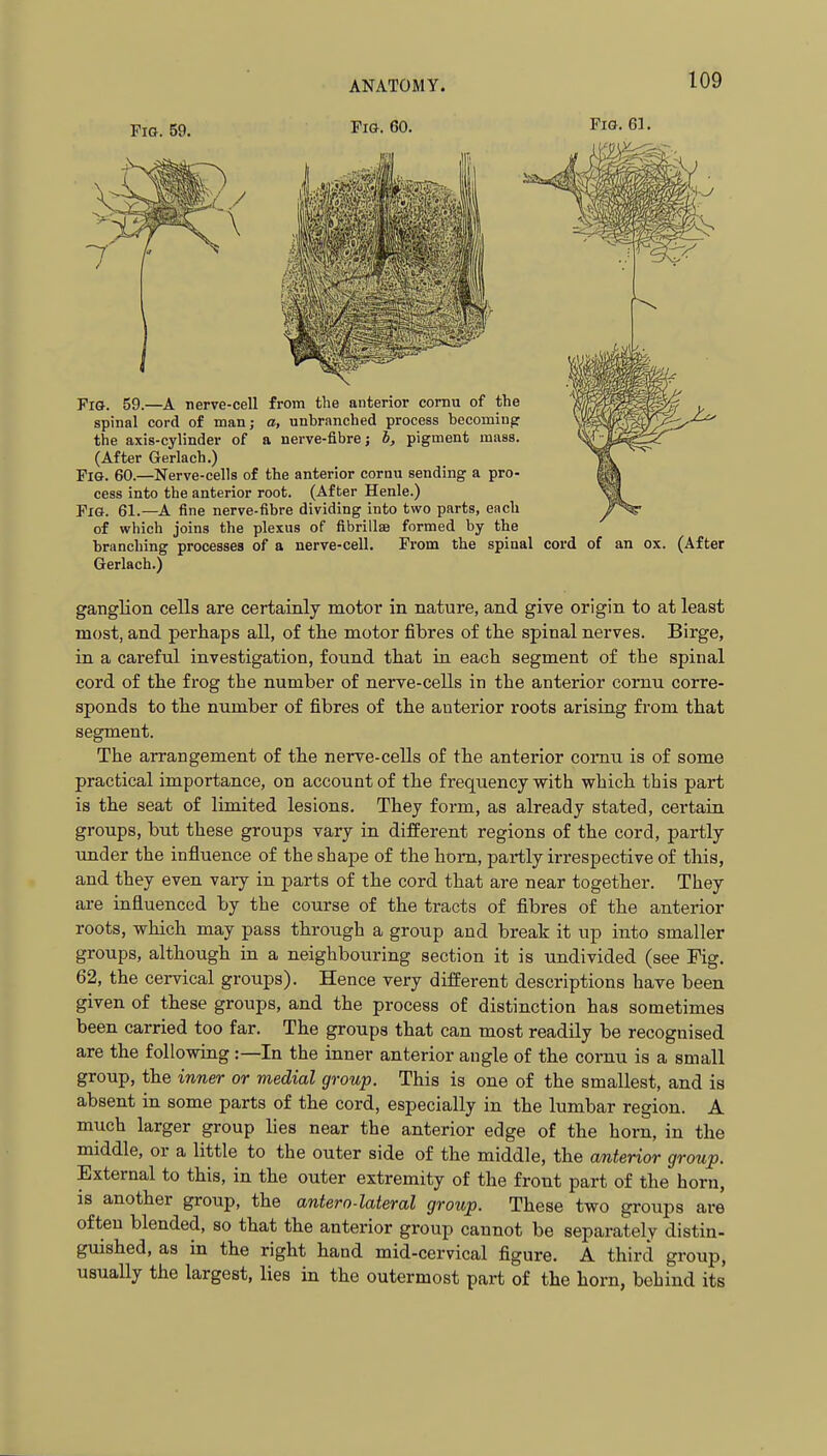 Fig. 59. Fig. 60, Fig. 59.—A nerve-cell from the anterior cornu of the spinal cord of man; a, unbranched process becoming the axis-cylinder of a nerve-fibre; b, pigment mass. (After Gerlach.) Fig. 60.—Nerve-cells of the anterior cornu sending a pro- cess into the anterior root. (After Henle.) Fig. 61.—A fine nerve-fibre dividing into two parts, each of which joins the plexus of fibrillae formed by the branching processes of a nerve-cell. From the spinal cord of an ox. (After Gerlach.) ganglion cells are certainly motor in nature, and give origin to at least most, and perhaps all, of the motor fibres of the spinal nerves. Birge, in a careful investigation, found that in each segment of the spinal cord of the frog the number of nerve-cells in the anterior cornu corre- sponds to the number of fibres of the anterior roots arising from that segment. The arrangement of the nerve-cells of the anterior comu is of some practical importance, on account of the frequency with which this part is the seat of limited lesions. They form, as already stated, certain groups, but these groups vary in different regions of the cord, partly under the influence of the shape of the horn, partly irrespective of this, and they even vary in parts of the cord that are near together. They are influenced by the course of the tracts of fibres of the anterior roots, which may pass through a group and break it up into smaller groups, although in a neighbouring section it is undivided (see Fig. 62, the cervical groups). Hence very different descriptions have been given of these groups, and the process of distinction has sometimes been carried too far. The groups that can most readily be recognised are the following :—In the inner anterior angle of the cornu is a small group, the inner or medial group. This is one of the smallest, and is absent in some parts of the cord, especially in the lumbar region. A much larger group lies near the anterior edge of the horn, in the middle, or a little to the outer side of the middle, the anterior group. External to this, in the outer extremity of the front part of the horn, is another group, the antero-lateral group. These two groups are often blended, so that the anterior group cannot be separately distin- guished, as in the right hand mid-cervical figure. A third group, usually the largest, lies in the outermost part of the horn, behind its