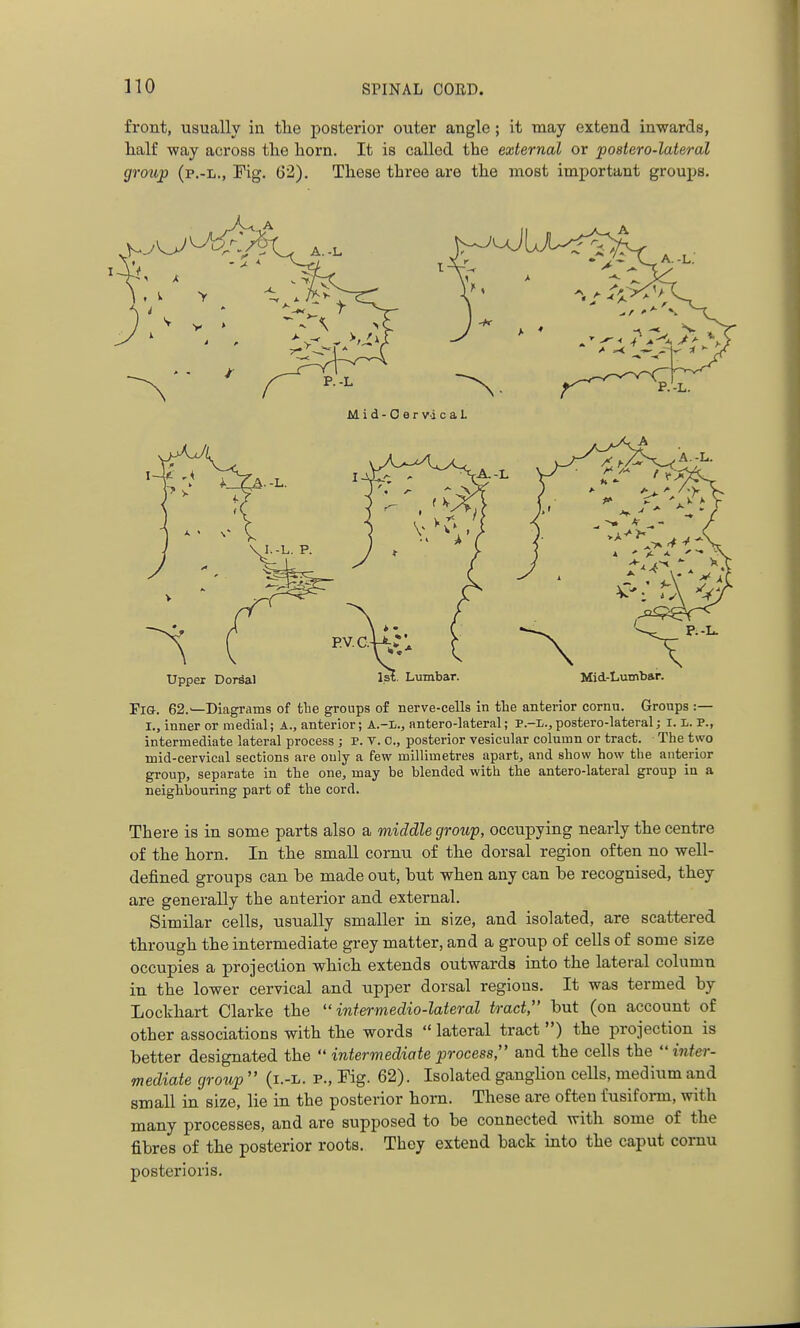 front, usually in tlie posterior outer angle; it may extend inwards, half way across tlie horn. It is called the external or poatero-lateral group (p.-ii.. Fig. (32). These three are the most important groups. Tig. 62.^—Diagrams of the groups of nerve-cells in tLe anterior cornu. Gronps :— I., inner or medial; A., anterior; A.-I., antero-lateral; P.-i., postero-lateral; 1.1. P., intermediate lateral process ; P. T. C, posterior vesicular column or tract. The two mid-cervical sections are ouly a few millimetres apart, and show how the anterior group, separate in the one, may be blended with the antero-lateral group in a neighbouring part of the cord. There is in some parts also a middle group, occupying nearly the centre of the horn. In the small cornu of the dorsal region often no well- defined groups can be made out, but when any can be recognised, they are generally the anterior and external. Similar cells, usually smaller in size, and isolated, are scattered through the intermediate grey matter, and a group of cells of some size occupies a projection which extends outwards into the lateral column in the lower cervical and upper dorsal regions. It was termed by Lockhart Clarke the  intermedio-lateral tract, but (on account of other associations with the words  lateral tract) the projection is better designated the  intermediate process, and the cells the  inter- mediate group  (i.-L. P., Fig. 62). Isolated ganglion cells, medium and small in size, lie in the posterior horn. These are often i'usifonn, with many processes, and are supposed to be connected with some of the fibres of the posterior roots. They extend back into the caput cornu posterioris.