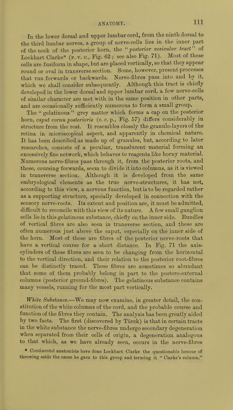 In the lo-wer dorsal and upper lumbar cord, from the ninth dorsal to the third lumbar nerves, a group of nerve-cells lies in the inner part of the neck of the posterior horn, the posterior vesicular tract of Lockhart Clarke* (p. v. c. Fig. 62 ; see also Fig. 71). Most of these cells are fusiform in shape, but are placed vertically, so that they appear round or oval in transverse section. Some, however, present processes that run forwards or backwards. Nerve-fibres pass into and by it, which we shall consider subsequently. Although this tract is chiefly developed in the lower dorsal and upper lumbar cord, a few nerve-cells of similar character are met with in the same position in other parts, and are occasionally sufficiently numerous to form a small group. The  gelatinous  grey matter which forms a cap on the posterior horn, caput cornu posterioris (c. c. p.. Fig. 57) differs considerably in structure from the rest. It resembles closely the granule-layers of the retina in microscopical aspect, and apparently in chemical nature. It has been described as made up of granules, but, according to later researches, consists of a peculiar, translucent material forming an excessively fine network, which behaves to reagents like horny material. Numerous nerve-fibres pass through it, from the posterior roots, and these, coursing forwards, seem to divide it into columns, as it is viewed in transverse section. Although it is developed from the same embryological elements as the true nerve-structures, it has not, according to this view, a nervous function, but is to be regarded rather as a supporting structure, specially developed in connection with the sensory nerve-roots. Its extent and position are, it must be admitted, difficult to reconcile with this view of its nature. A few small ganglion cells lie in this gelatinous substance, chiefly on the inner side. Bundles of vertical fibres are also seen in transverse section, and these are often numerous just above the cap at, especially on the inner side of the horn. Most of these are fibres of the posterior nerve-roots that have a vertical course for a short distance. In Fig. 71 the axis- cylinders of these fibres are seen to be changing from the horizontal to the vertical direction, and their relation to the posterior root-fibres can be distinctly traced. These fibres are sometimes so abundant that some of them probably belong in part to the postero-external columns (posterior ground-fibres). The gelatinous substance contains many vessels, nmning for the most part vertically. White Substance.—We may now examine, in greater detail, the con- stitution of the whibe columns of the cord, and the probable course and function of the fibres they contain. The analysis has been greatly aided by two facts. The first (discovered by Tiirck) is that in certain tracts in the white substance the nerve-fibres undergo secondary degeneration when separated from their cells of origin, a degeneration analogous to that which, as we have already seen, occurs in the nerve-fibres * Continental anatomists have done Lockhart Clarke the questionable honour of throwing aside the name he gave to this group and terming it  Clarke's column.