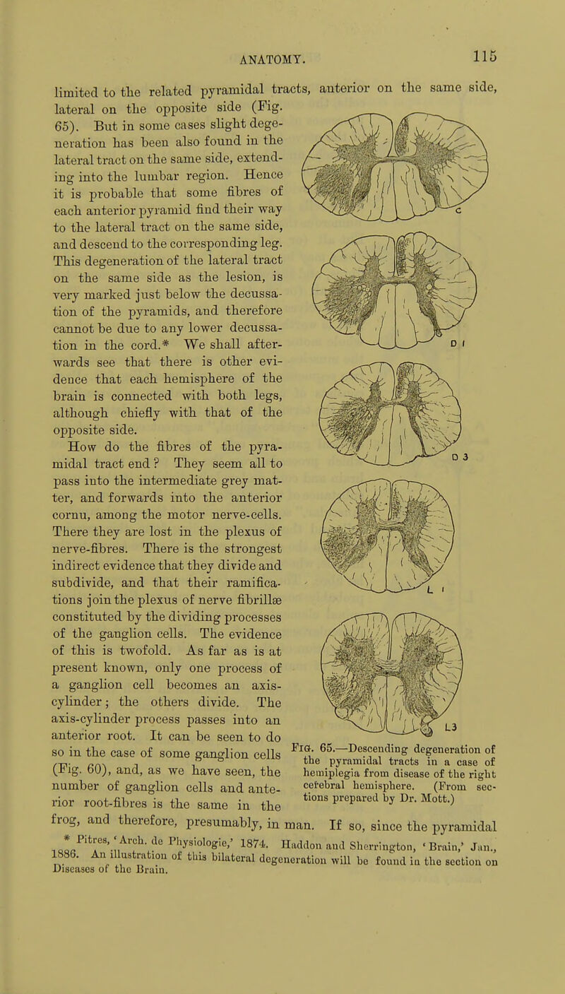 limited to tlie related pyramidal tracts, anterior on the same side, lateral on tlie opposite side (Fig. 65). But in some cases sliglit dege- neration has been also found in the lateral tract on the same side, extend- ing into the lumbar region. Hence it is probable that some fibres of each anterior pyramid find their way to the lateral tract on the same side, and descend to the corresponding leg. This degeneration of the lateral tract on the same side as the lesion, is very marked just below the decussa- tion of the pyramids, and therefore cannot be due to any lower decussa- tion in the cord.* We shall after- wards see that there is other evi- dence that each hemisphere of the brain is connected with both legs, although chiefly with that of the opposite side. How do the fibres of the pyra- midal tract end ? They seem all to pass into the intermediate grey mat- ter, and forwards into the anterior cornu, among the motor nerve-cells. There they are lost in the plexus of nerve-fibres. There is the strongest indirect evidence that they divide and subdivide, and that their ramifica- tions join the plexus of nerve fibi'illEe constituted by the dividing processes of the ganglion cells. The evidence of this is twofold. As far as is at present known, only one process of a ganglion cell becomes an axis- cylinder ; the others divide. The axis-cylinder process passes into an anterior root. It can be seen to do so in the case of some ganglion cells (Fig. 60), and, as we have seen, the number of ganglion cells and ante- rior root-fibres is the same in the frog, and therefore, presumably, in man. If so, since the pyramidal .o!/'*r'-n'^'!^'^° Haddon and Sherrington, • Brain,' Jan., 1886. An illustration of this bilateral degeneration will be found in the section on Diseases of the Brain. Fig. 65,—Descending degeneration of the pyramidal tracts in a case of hemiplegia from disease of the right cefebral hemisphere. (Prom sec- tions prepared by Dr. Mott.)