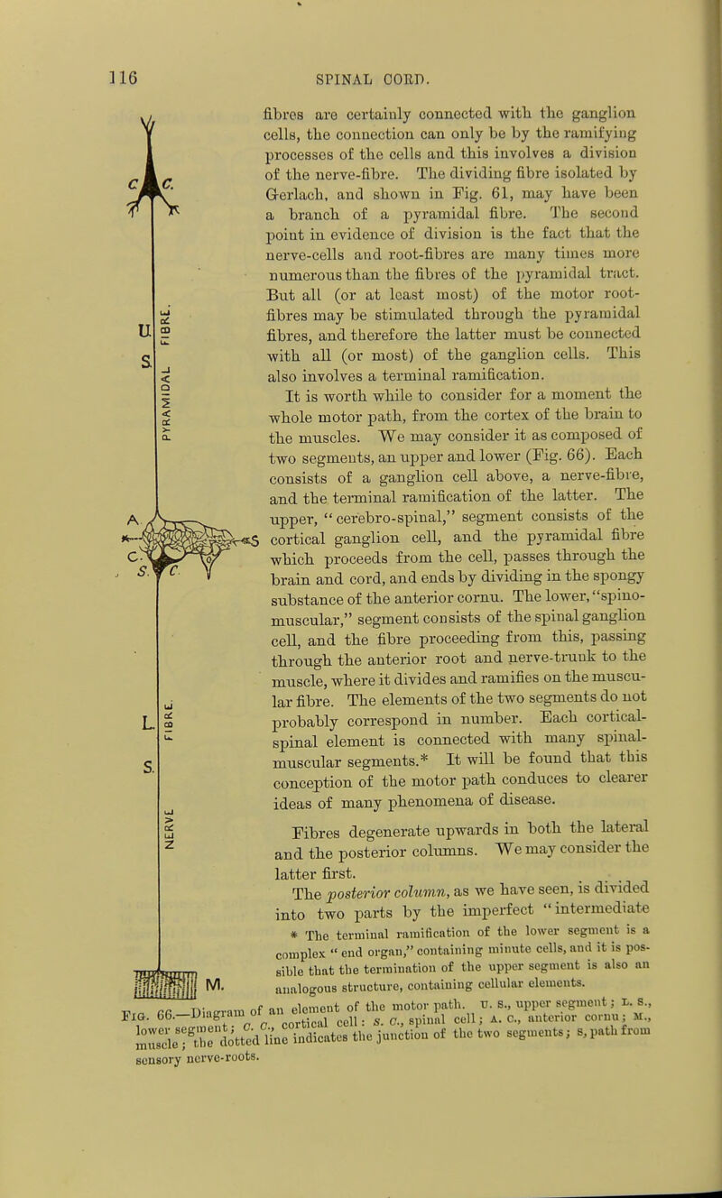 % ]16 SPINAL CORD. u s CO fibres are certainly connected wifh tlic ganglion cells, the connection can only be by tbe ramifying processes of the cells and this involves a division of the nerve-fibre. The dividing fibre isolated by Grerlach, and shown in Tig. 61, may have been a branch of a pyramidal fibre. The second point in evidence of division is the fact that the nerve-cells and root-fibres are many times more numerous than the fibres of the pyramidal tract. But all (or at least most) of the motor root- fibres may be stimulated through the pyramidal fibres, and therefore the latter must be connected with all (or most) of the ganglion cells. This also involves a terminal ramification. It is worth while to consider for a moment the whole motor path, from the cortex of the brain to the muscles. We may consider it as composed of two segments, an upper and lower (Pig. 66). Each consists of a ganglion cell above, a nerve-fibie, and the terminal ramification of the latter. The upper,  cerebro-spinal, segment consists of the cortical ganglion cell, and the pyramidal fibre which proceeds from the cell, passes through the brain and cord, and ends by dividing in the spongy substance of the anterior cornu. The lower, spino- muscular, segment consists of the spinal ganglion cell, and the fibre proceeding from this, passing through the anterior root and nerve-trunk to the muscle, where it divides and ramifies on the muscu- lar fibre. The elements of the two segments do not probably correspond in number. Each cortical- spinal element is connected with many spinal- muscular segments.* It will be found that this conception of the motor path conduces to clearer ideas of many phenomena of disease. Fibres degenerate upwards in both the lateral and the posterior columns. We may consider the latter first. The posterior column, as we have seen, is divided into two parts by the imperfect intermediate * The terminal ramification of the lower segment is a complex  end organ, containing minute cells, and it is pos- sible that the termination of the upper segment is also an analogous structure, containing cellular elements. rr Dintrram of an element of the motor path. XJ. s., upper segment; i-. S., LTcUftIhe l\ted Unr»^ the two segments; s,pathfrom sensory nerve-roots. J