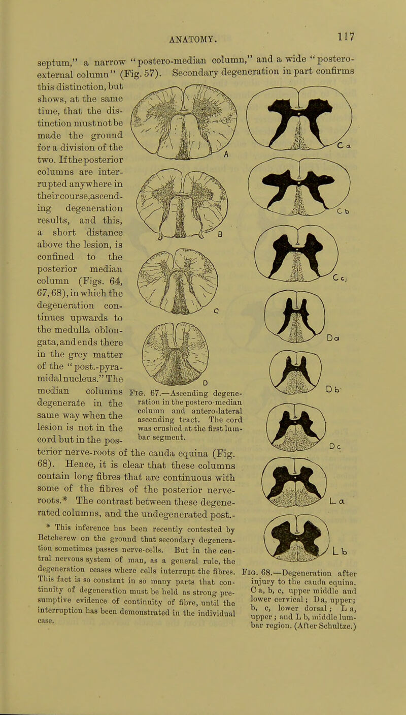 septum, a narrow  postero-median column, and a wide  postero- external column (Fig. 57). Secondary degeneration in part confirms this distinction, but shows, at the same time, that the dis- tinction must not be made the ground for a division of the two. If the posterior columns are inter- rupted anywhere in their course,ascend- ing degeneration results, and this, a short distance above the lesion, is confined to the posterior median column (Figs. 64, 67,68), in which the degeneration con- tinues upwards to tlie medulla oblon- gata, and ends there in the grey matter of tlie post.-pyra- midalnucleus. The median columns degenerate in the same way when the lesion is not in the cord but in the pos- terior nerve-roots of the cauda equina (Fig. 68). Hence, it is clear that these columns contain long fibres that are continuous with some of the fibres of the posterior nerve- roots.* The contrast between these degene- rated columns, and the undegenerated post.- * This inference has been recently contested by Betcherew on the ground that secondary degenera- tion sometimes passes nerve-cells. But in the cen- tral nervous system of man, as a general rule, the degeneration ceases where cells interrupt the fibres. This fact is so constant in so many parts that con- tinuity of degeneration must be held as strong pre- sumptive evidence of continuity of fibre, until the interruption has been demonstrated in the individual case. Fig. 67.—Ascending degene- ration in the postero-median column and antero-lateral ascending tract. The cord was crushed at the first lum- bar segment. Fig. 68.—Degeneration after injury to the cauda equina. C a, b, c, upper middle and lower cervical; Da, upper; b, c, lower dorsal ; L a, upper ; and L b, middle lum- bar region. (After Schultze.)