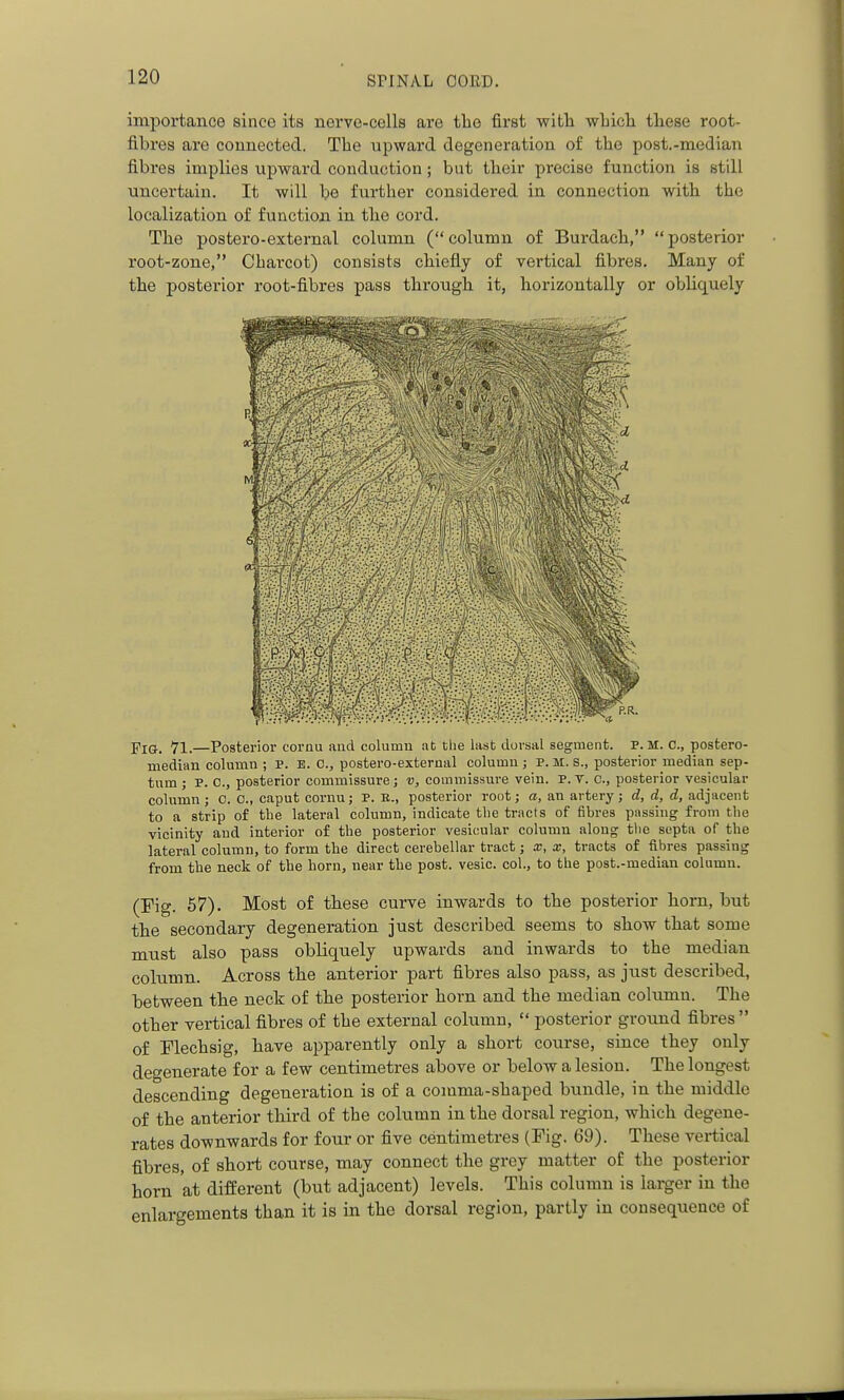 importance since its nerve-cells are the first with which these root- fibres are connected. The upward degeneration of the post.-median fibres implies upward conduction; but their precise function is still uncertain. It will be further considered in connection with the localization of function in the cord. The postero-external column (column of Burdach, posterior root-zone, Charcot) consists chiefly of vertical fibres. Many of the posterior root-fibres pass through it, horizontally or obliquely Fig. 71.—Posterior cornu and column at the last dorsal segment. P.M. C, postero- median column ; P. E. 0., postero-external column ; P. M. s., posterior median sep- tum ; P. C, posterior commissure; v, commissure vein. P. T. c, posterior vesicular column ; 0. 0., caput cornu; P. B., posterior root; a, an artery; d, d, d, adjacent to a strip of the lateral column, indicate the tracts of fibres passing from the vicinity and interior of the posterior vesicular column along tlie septa of the lateral column, to form the direct cerebellar tract; x, x, tracts of fibres passing from the neck of the horn, near the post, vesic. col., to the post.-median column. (Fig. 57). Most of these curve inwards to the posterior horn, but the secondary degeneration just described seems to show that some must also pass obliquely upwards and inwards to the median column. Across the anterior part fibres also pass, as just described, between the neck of the posterior horn and the median column. The other vertical fibres of the external column,  posterior ground fibres of Flechsig, have apparently only a short course, since they only deo-enerate for a few centimetres above or below a lesion. The longest descending degeneration is of a comma-shaped bundle, in the middle of the anterior third of the column in the dorsal region, which degene- rates downwards for four or five centimetres (Fig. 69). These vertical fibres, of short course, may connect the grey matter of the posterior horn at different (but adjacent) levels. This column is larger in the enlargements than it is in the dorsal region, partly in consequence of