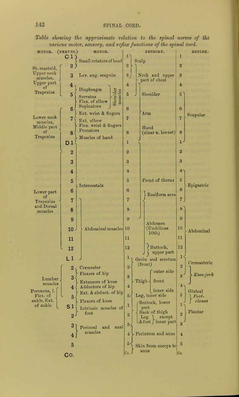 Table showing the approximate relation to the spinal nerves of the various motor, sensory, and reflex functions of the spinal cord. MOTOa. (nbkvbs.) CI St.-mastoid, Upper neck muscles. Upper part of Trapezius Lower neck muscles. Middle part of Trapezius ] MOTOE. Small rotators of head 3 Lev. ang. scapulas 4 O 13 ■a a Lower part of Trapezius and Dorsal muscles . Intercostals Lumbar muscles Peroneus, 1 Flex, of ankle, Ext. of ankle j- Diaphragm }Serratus Flex, of elbow Supinators j- Ext. wrist & fingers 7l Ext. elbow V Flex, wrist & fingers n J Pronators - Muscles of hand Dl^ 2 3 4 5 6 7 8 9 10 J 11 12 LI 2 Cremaster \ Flexors of hip V Extensors of knee 4 J Adductors of hip r Ext. & abduct, of hip j. Flexors of knee Intrinsic muscles of / foot - Abdominal muscles s 2 3 4 5 CO. Perineal and anal muscles 1! 2 3^ 4 5 6 1 8 1 2 3 4 5 6 7 8 9 10 11 12 1-, 2 3 4 5=^ 1 2 3 4 5-; Co. ■ SBN80EY. Scalp Neck and upper part of chest Shoulder Arm Hand (ulnar n. lowest) Front of thorax • Ensiform area Abdomen (Umbilicus 10th) / Buttock, f upper part Groin and scrotum (front) ' outer side Thigh front inner side Leg, inner side ('Buttock, lower part Buck of thigh Leg I except L& foot J inner part »Perineum and anus Skin from coccyx to anus BEFLEZ. . I Scapular 7 r 8 1- 2 3 4- 5 6 7. 8 9 10 11 12 1 2 3 4 5 1 2 3 4 5 Co. Epigastric Abdominal Cremasteric »Knee-jerk Gluteal \Foot- J clonus Plantar