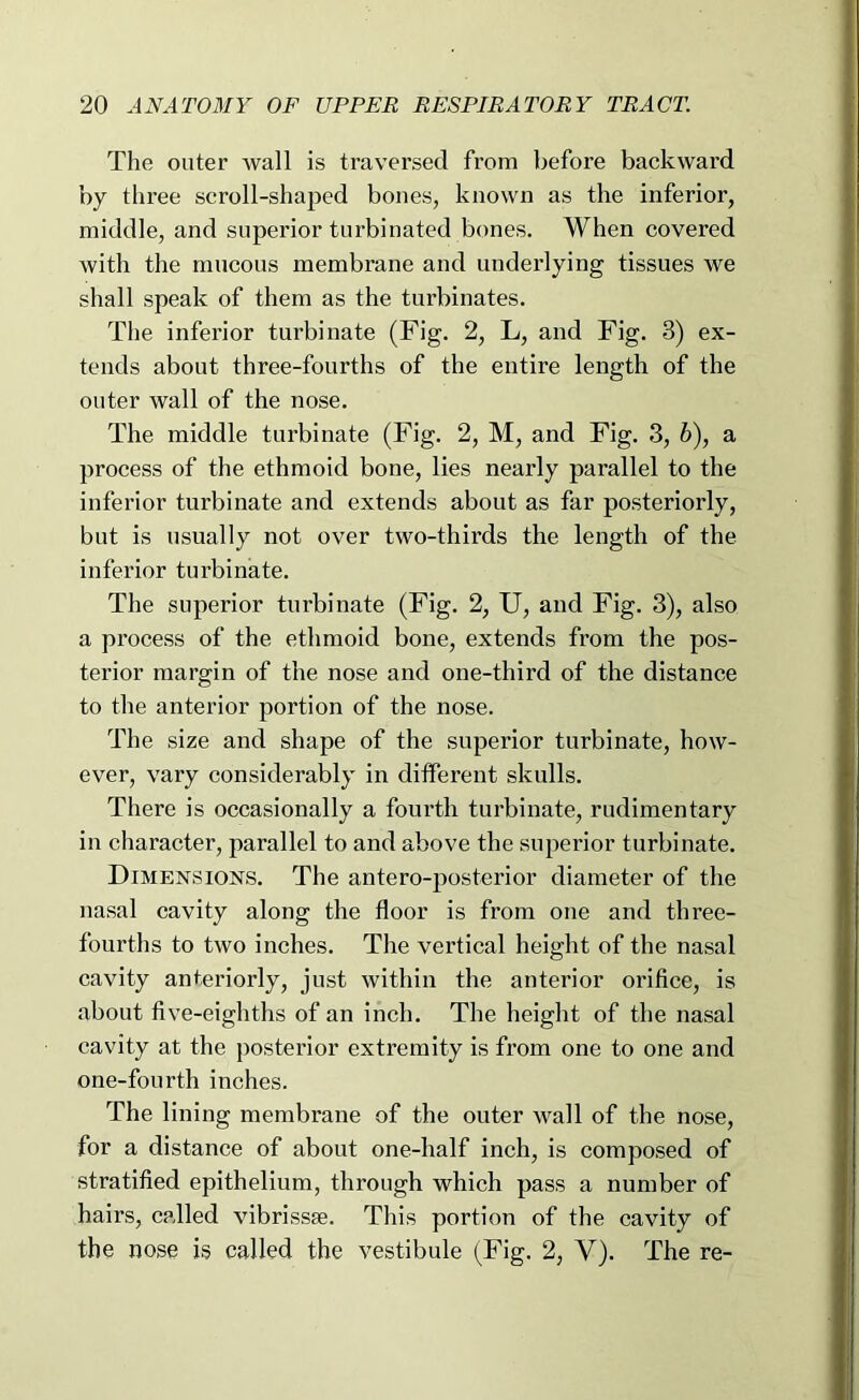 The outer wall is traversed from before backward by three scroll-shaped bones, known as the inferior, middle, and superior turbinated bones. When covered with the mucous membrane and underlying tissues we shall speak of them as the turbinates. The inferior turbinate (Fig. 2, L, and Fig. 3) ex- tends about three-fourths of the entire length of the outer wall of the nose. The middle turbinate (Fig. 2, M, and Fig. 3, 6), a process of the ethmoid bone, lies nearly parallel to the inferior turbinate and extends about as far posteriorly, but is usually not over two-thirds the length of the inferior turbinate. The superior turbinate (Fig. 2, U, and Fig. 3), also a process of the ethmoid bone, extends from the pos- terior margin of the nose and one-third of the distance to the anterior portion of the nose. The size and shape of the superior turbinate, how- ever, vary considerably in different skulls. There is occasionally a fourth turbinate, rudimentary in character, parallel to and above the superior turbinate. Dimensions. The antero-posterior diameter of the nasal cavity along the floor is from one and three- fourths to two inches. The vertical height of the nasal cavity anteriorly, just within the anterior orifice, is about five-eighths of an inch. The height of the nasal cavity at the posterior extremity is from one to one and one-fourth inches. The lining membrane of the outer wall of the nose, for a distance of about one-half inch, is composed of stratified epithelium, through which pass a number of hairs, called vibrissse. This portion of the cavity of the nose is called the vestibule (Fig. 2, V). The re-