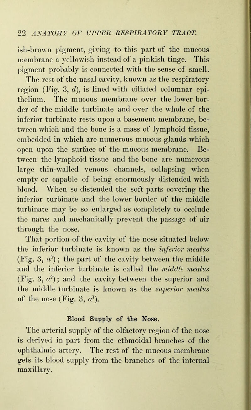ish-brown pigment, giving to this part of the mucous membrane a yellowish instead of a pinkish tinge. This pigment probably is connected with the sense of smell. The rest of the nasal cavity, known as the respiratory region (Fig. 3, d), is lined with ciliated columnar epi- thelium. The mucous membrane over the lower bor- der of the middle turbinate and over the whole of the inferior turbinate rests upon a basement membrane, be- tween which and the bone is a mass of lymphoid tissue, embedded in which are numerous mucous glands which open upon the surface of the mucous membrane. Be- tween the lymphoid tissue and the bone are numerous large thin-walled venous channels, collapsing when empty or capable of being enormously distended with blood. When so distended the soft parts covering the inferior turbinate and the lower border of the middle turbinate may be so enlarged as completely to occlude the nares and mechanically prevent the passage of air through the nose. That portion of the cavity of the nose situated below the inferior turbinate is known as the inferior meatus (Fig. 3, a?); the part of the cavity between the middle and the inferior turbinate is called the middle meatus (Fig. 3, a?); and the cavity between the superior and the middle turbinate is known as the superior meatus of the nose (Fig. 3, a'). Blood Supply of the Nose. The arterial supply of the olfactory region of the nose is derived in part from the ethmoidal branches of the ophthalmic artery. The rest of the mucous membrane gets its blood supply from the branches of the internal maxillary.