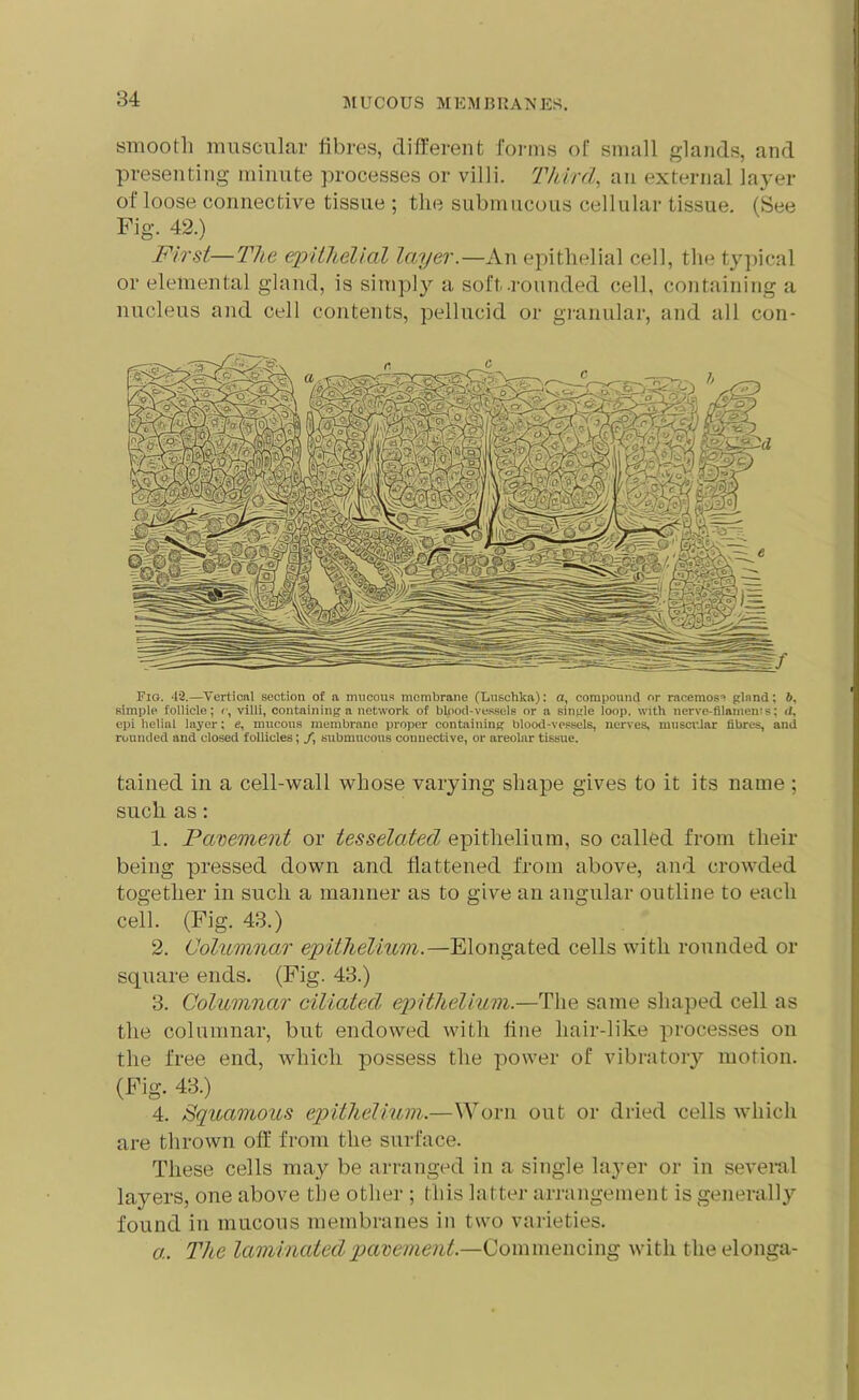 smooth muscular fibres, different forms of small glands, and presenting minute processes or villi. Third, an external layer of loose connective tissue ; the submucous cellular tissue. (See Fig. 42.) First—The epithelial layer.—An epithelial cell, the typical or elemental gland, is simply a soft .rounded cell, containing a nucleus and cell contents, pellucid or granular, and all con- Fig. 42.—Vertical section of a mucous membrane (Luschka): a, compound or racemose glnnd: 6, simple follicle; c, villi, containing a network of blood-vessels or a single loop, with nerve-filamems; d. epi lielinl layer; e, mucous membrane proper containing blood-vessels, nerves, muscular fibres, and rounded and closed follicles; /, submucous connective, or areolar tissue. tained in a cell-wall whose varying shape gives to it its name ; such as: 1. Pavement or tesselated epithelium, so called from their being pressed down and flattened from above, and crowded together in such a manner as to give an angular outline to each ceil. (Fig. 43.) 2. Columnar epithelium.—Elongated cells with rounded or square ends. (Fig. 43.) 3. Columnar ciliated epithelium.—The same shaped cell as the columnar, but endowed with fine liair-like processes on the free end, which possess the power of vibratory motion. (Fig. 43.) 4. Squamous epithelium.—Worn out or dried cells which are thrown off from the surface. These cells may be arranged in a single layer or in several layers, one above the other ; this latter arrangement is generally found in mucous membranes in two varieties. a. The laminated pavement — Commencing with theelonga-