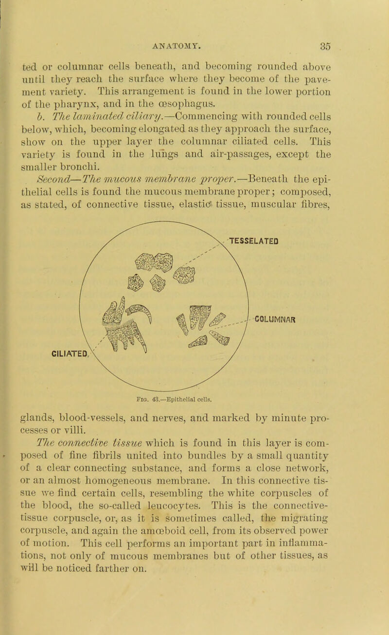 ted or columnar cells beneath, and becoming rounded above until they reach the surface where they become of the pave- ment variety. This arrangement is found in the lower portion of the pharynx, and in the oesophagus. b. The laminated ciliary.—Commencing with rounded cells below, which, becoming elongated as they approach the surface, show on the upper layer the columnar ciliated cells. This variety is found in the lungs and air-passages, except the smaller bronchi. Second—The mucous membrane proper.—Beneath the epi- thelial cells is found the mucous membrane proper; composed, as stated, of connective tissue, elastic' tissue, muscular fibres, glands, blood-vessels, and nerves, and marked by minute pro- cesses or villi. Tice connective tissue which is found in this layer is com- posed of fine fibrils united into bundles by a small quantity of a clear connecting substance, and forms a close network, or an almost homogeneous membrane. In this connective tis- sue we find certain cells, resembling the white corpuscles of the blood, the so-called leucocytes. This is the connective- tissue corpuscle, or, as it is sometimes called, the migrating corpuscle, and again the amoeboid cell, from its observed power of motion. This cell performs an important part in inflamma- tions, not only of mucous membranes but of other tissues, as will be noticed farther on.