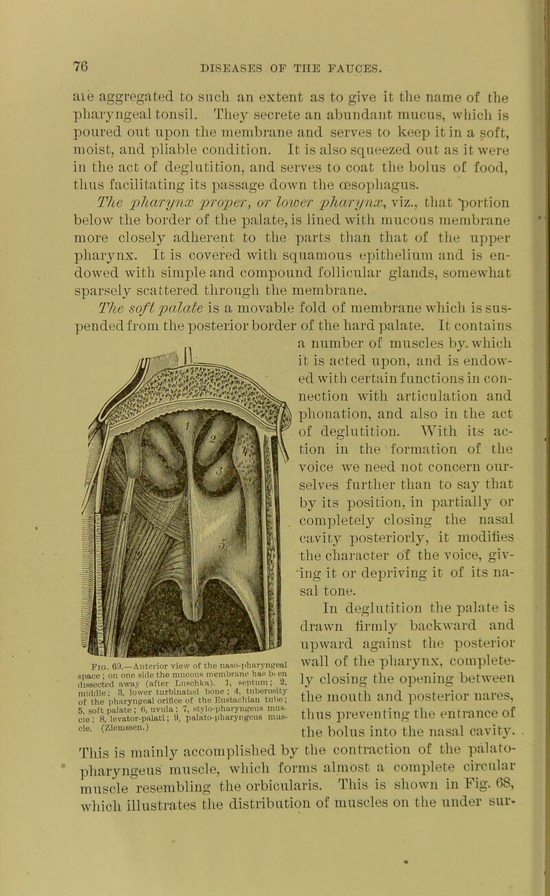 7G aie aggregated to such an extent as to give it the name of the pharyngeal tonsil. They secrete an abundant mucus, which is poured out upon the membrane and serves to keep it in a soft, moist, and pliable condition. It is also squeezed out as it were in the act of deglutition, and serves to coat the bolus of food, thus facilitating its passage down the oesophagus. The pharynx proper, or lower pharynx, viz., that 'portion below the border of the palate, is lined with mucous membrane more closely adherent to the parts than that of the upper pharynx. It is covered with squamous epithelium and is en- dowed with simple and compound follicular glands, somewhat sparsely scattered through the membrane. The soft palate is a movable fold of membrane which is sus- pended from the posterior border of the hard palate. It contains a number of muscles by. which it is acted upon, and is endow- ed with certain functions in con- nection with articulation and phonation, and also in the act of deglutition. With its ac- tion in the formation of the voice we need not concern our- selves further than to say that by its position, in partially or completely closing the nasal cavity posteriorly, it modifies the character of the voice, giv- ing it or depriving it of its na- sal tone. In deglutition the palate is drawn firmly backward and upward against the posterior wall of the pharynx, complete- ]y closing the opening between the mouth and posterior nares, thus preventing the entrance of the bolus into the nasal cavity. This is mainly accomplished by the contraction of the palato- pliaryngeus muscle, which forms almost a complete circular muscle resembling the orbicularis. This is shown in Fig. 68, which illustrates the distribution of muscles on the under sur- Pig. 69.—Anterior view of the naso-pharyngeal space; on one side the mncons membrane has bi en dissected away (after Lnschka). 3, septum; 2, middle; 3, lower turbinated bone; 4. tuberosity of the pharyngeal orifice of the Eustachian tube; 5. soft palate ; 6, uvula; 7, stylo-pharyngeus mns- cie; 8, levator-palati; !), palato-pharyngeus mus- cle. (Ziemssen.)