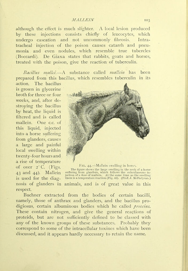 J/ALLEIN although the effect is much slighter. A local lesion produced by these injections consists chiefly of leucocytes, which undergo caseation and not uncommonly fibrosis. Intra- tracheal injection of the poison causes catarrh and pneu- monia and even nodules, which resemble true tubercles (Boccardi). De Giaxa states that rabbits, goats and horses, treated with the poison, give the reaction of tuberculin. Baa'l/us mallei.—substance called mallein has been prepared from this bacillus, which resembles tuberculin in its action. The bacillus is grown in glycerine broth for three or four weeks, and, after de- stroying the bacillus by heat, the liquid is filtered and is called mallein. One c.c. of this liquid, injected into a horse suffering from glanders, causes a large and painful local swelling within twenty-four hours and a rise of temperature of over 2° C. (Figs. 43 and 44). Mallein is used for the diag- nosis of glanders in respect. Buchner extracted from the bodies of certain bacilli, namely, those of anthrax and glanders, and the bacillus pro- digiosus, certain albuminous bodies which he called proteins. These contain nitrogen, and give the general reagtions of proteids, but are not sufficiently defined to be classed with any of the known groups of these substances. Probably they correspond to some of the intracellular toxines which have been discussed, and it appears hardly necessary to retain the name. Fig. 44.—Mallein swelling in hors?. The figure sliows the largo swelling in tlie neck of a liorse suffering from glanders, which follows the subcutaneous in- jection of a dose of mallein. At the same time as the swelling there is a temperature reaction (Fig. 43). (Prof. .J. McFadyean.) animals, and is of great value in this