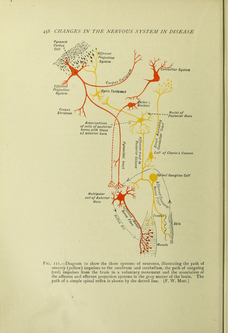 Fig. III.—Diagram lo show the three systems of neurones, illustrating the path of sensory (yellow) impulses to the cerebrum and cerebellum, the path of outgoing (red) impulses from the brain in a voluntary movement and the association of the afferent and efferent projection systems in the gray matter of the brain. The path of a simple spinal reflex is shown by the dotted line. (F. W. Mott.)