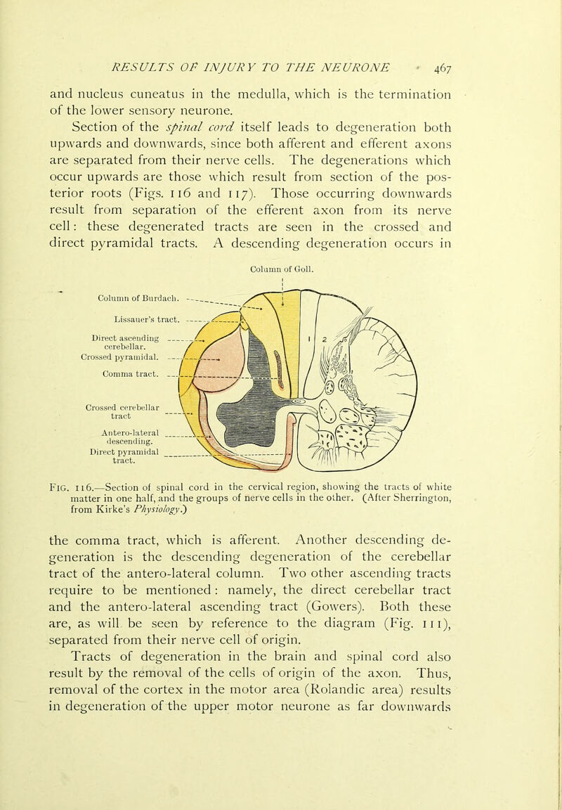 and nucleus cuneatus in the medulla, which is the termination of the lower sensory neurone. Section of the spinal cord itself leads to degeneration both upwards and downwards, since both afferent and efferent axons are separated from their nerve cells. The degenerations which occur upwards are those which result from section of the pos- terior roots (Figs. 116 and 117). Those occurring downwards result from separation of the efferent axon from its nerve cell: these degenerated tracts are seen in the crossed and direct pyramidal tracts. A descending degeneration occurs in Column of Goll. Fig. 116.—Section of spinal cord in the cervical region, showing the tracts of white matter in one half, and the groups of nerve cells in the other. (After Sherrington, from Kirke’s Physiologyp the comma tract, which is afferent. Another descending de- generation is the descending degeneration of the cerebellar tract of the antero-lateral column. Two other ascending tracts require to be mentioned: namely, the direct cerebellar tract and the antero-lateral ascending tract (Gowers). Both these are, as will be seen by reference to the diagram (Fig. iii), separated from their nerve cell of origin. Tracts of degeneration in the brain and spinal cord also result by the removal of the cells of origin of the axon. Thus, removal of the cortex in the motor area (Rolandic area) results in degeneration of the upper motor neurone as far downwards