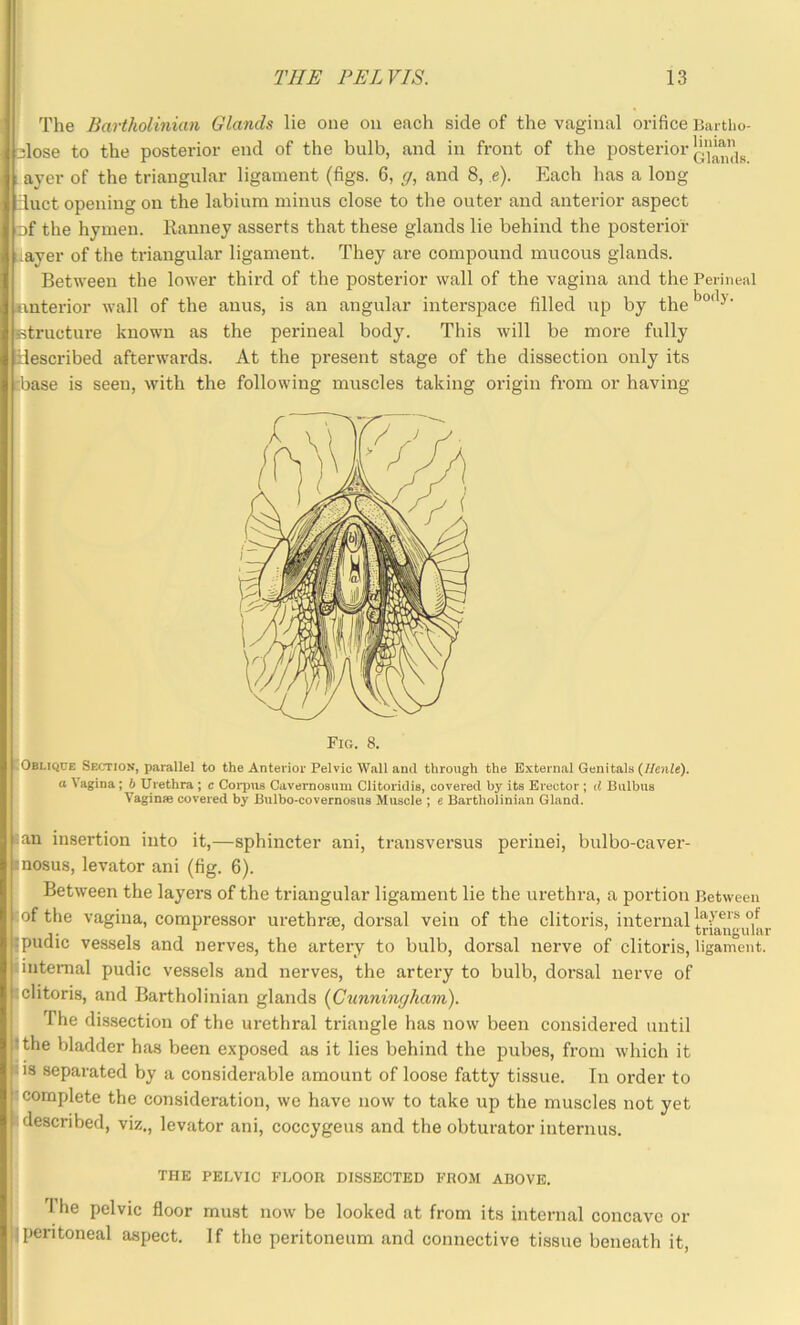 ■ The Bartkolinian Glands lie one on each side of the vaginal orifice Bartlio- 3lose to the posterior end of the bulb, and in front of the posterior ayer of the triangular ligament (figs. 6, g, and 8, e). Each has a long duct opening on the labium minus close to the outer and anterior aspect □f the hymen. Kanney asserts that these glands lie behind the posterior iayer of the triangular ligament. They are compound mucous glands. Between the lower third of the posterior wall of the vagina and the Perineal iinterior wall of the anus, is an angular interspace filled up by the Btructure known as the perineal body. This will be more fully tlescribed afterwards. At the present stage of the dissection only its tbase is seen, with the following muscles taking origin from or having Fig. 8. [Oblique Section, parallel to the Anterior Pelvic Wall ami through the External Genitals (Henle). a Vagina; b Urethra; c Corpus Cavernosnm Clitoridis, covered by its Erector ; d Bulbus VaginiE covered by Bulbo-covernosus Muscle ; e Bartholinian Gland. fan insertion into it,—sphincter ani, transversus perinei, bulbo-caver- inosus, levator ani (fig. 6). Between the layers of the triangular ligament lie the urethra, a portion Between of the vagina, compressor ui’ethrse, dorsal vein of the clitoris, internal pudic vessels and nerves, the artery to bulb, dorsal nerve of clitoris, ligament, internal pudic vessels and nerves, the artery to bulb, dorsal nerve of clitoris, and Bartholinian glands {Cunningham'). The dissection of the ui-ethral triangle has now been considered until the bladder has been exposed as it lies behind the pubes, from which it I IS separated by a considerable amount of loose fatty tissue. In order to complete the consideration, we have now to take up the muscles not yet described, viz., levator ani, coccygeus and the obturator internus. ! THE PELVIC FLOOR DISSECTED FROM ABOVE. • The pelvic floor must now be looked at from its internal concave or I peritoneal aspect. If the peritoneum and connective tissue beneath it.