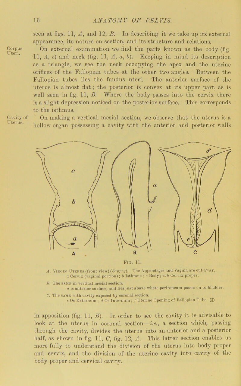 Corpus Uteri. Cavity of Uterus. seen at figs. 11, A, and 12, B. In describing it we take np its e.\ternal appearance, its nature on section, and its structure and relations. On external examination we find the parts known as the body (fig. 11, yl, c) and neck (fig. 11, A, a, h). Keeping in mind its description as a triangle, we see the neck occupying the apex and the uterine orifices of the Fallopian tubes at the other two angles. Between the Fallopian tubes lies the fundus uteri. The anterior surface of the uterus is almost flat; the posterior is convex at its upper part, as is well seen in fig. 11, .S. Where the body passes into the cervix there is a slight depression noticed on the posterior surface. This corresponds to the isthmus. On making a vertical mesial section, we observe that the uterus is a hollow organ possessing a cavity with the anterior and posterior walls ViiKilN Utkhus (front view) (SVippcy). Tlie .\|)pen(liiges iind Vagina are cut away. a Cervix (vaginal portion); b l»thmiiR; c Body; ab Cervix proper. B, The SAMH in vertical meHial Hectlon. (I is anterior Hiirfaco, and lies jUHt above where peritoneum passes on to bladder. C. Tl>e RAMR with cavity exposed by coronal section. c Os Externum ; d Os Internum ; f Uterine Opening of Fallojiian Tube. (Ji) in apposition (fig. 11, B). In order to see the cavity it is advisable to look at the uterus in coronal section—i.e., a section which, jjassing through the cavity, divides tlie uterus into an anterior and a posterior half, as shown in fig. 11, C, fig. 12, A. This latter section enables ns more fully to understand the division of the uterus into body proper and cervix, and the division of the uterine cavity into cavity of the body proper and cervical cavity.