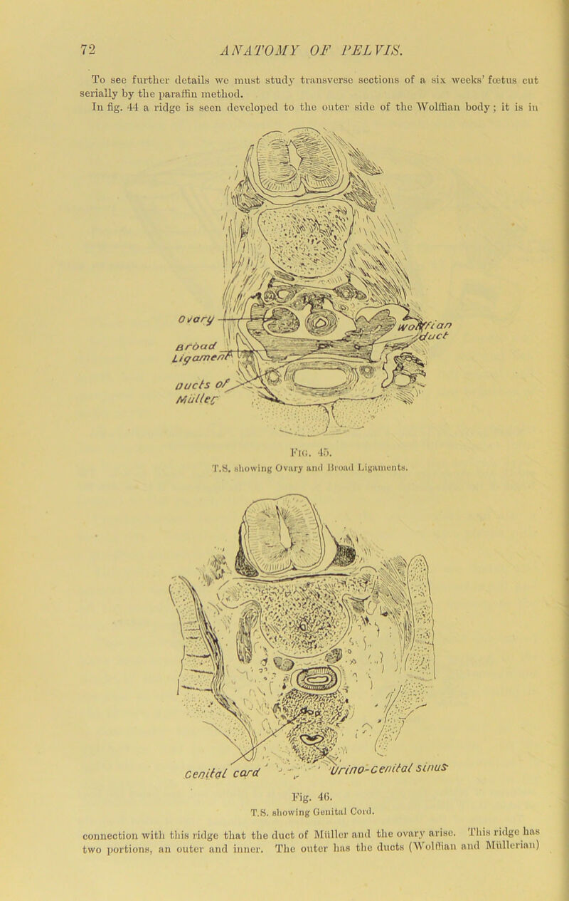 To see fiu’tber details we must stud^’ transverse sections of a six weeks’ foetus cut serially by tlie paraffin method. In fig. 44 a ridge is seen developed to the outer side of the Wolffian body; it is in Kid. 45. T.8. showing Ovary ami liroad bigaments. cenP(fl card .no-cenitai sinus Kig. 4G. T.S. showing Genital Cortl. connection witli this ridge that the duct of liliiller and the ovary arise. This ridge has two portions, an outer and inner. The outer has the ducts (Wolffian and Mullerian)