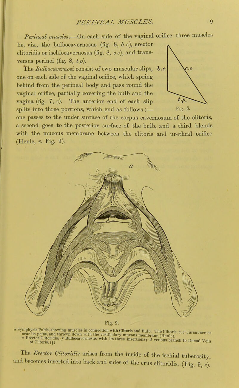 Perineal muscles.—On each side of the vaginal orifice three muscles lie, viz., the bulbocavernosus (fig. 8, b c), erector clitoridis or ischiocavernosus (fig. 8, e c), and trans- versa perinei (fig. 8, tp). The Bulbocavernosi consist of two muscular slips, one on each side of the vaginal orifice, which spring behind from the perineal body and pass l-ound the vaginal orifice, partially covering the bulb and the vagina (fig. 7, c). The anterior end of each slip splits into three portions, which end as follows :— one passes to the under surface of the corpus cavernosum of the clitoris, a second goes to the posterior surface of the bulb, and a third blends with the mucous membrane between the clitoris and urethral orifice (Henle, v. Fig. 9). Fig. 8. Fig. 9. « Symphysis Pubis, showing muscles in connection with Clitoris and Bulb. The Clitoris c c is cut across near its point, and thrown down with the vestibulary mucous membrane (HenleV ' oTcTltoriMl1'' f Bulb0CaV0rn0SU8 with lte th,c0 Insertions; d venous branch to Dorsal Vein The Erector Clitoridis arises from the inside of the ischial tuberosity, and becomes inserted into back and sides of the crus clitoridis. (Fig. 9, A