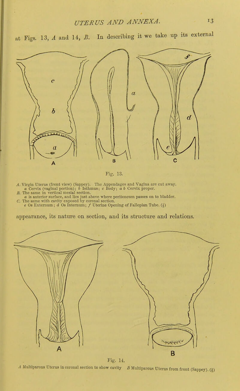 UTERUS AND ANNEX A. at Fi-s. 13, A and 14, B. In describing it we take up its external Fig. 13. -4. Virgin Uterus (front view) (Sappey). The Appendages and Vagina are cut away. a Cervix (vaginal portion); 6 Isthmus; c Body; a b Cervix proper. B. The same in vertical mesial section. a is anterior surface, and lies just above where peritoneum passes on to bladder. C. The same with cavity exposed by coronal section. e Os Externum; d Os Internum; / Uterine Opening of Fallopian Tube. (f ) appearance, its nature on section, and its structure and relations. Fig. 14. i MultiporoM Uterus in coronal section to show cavity B Muciparous Uterus from front (Sappey). (\)