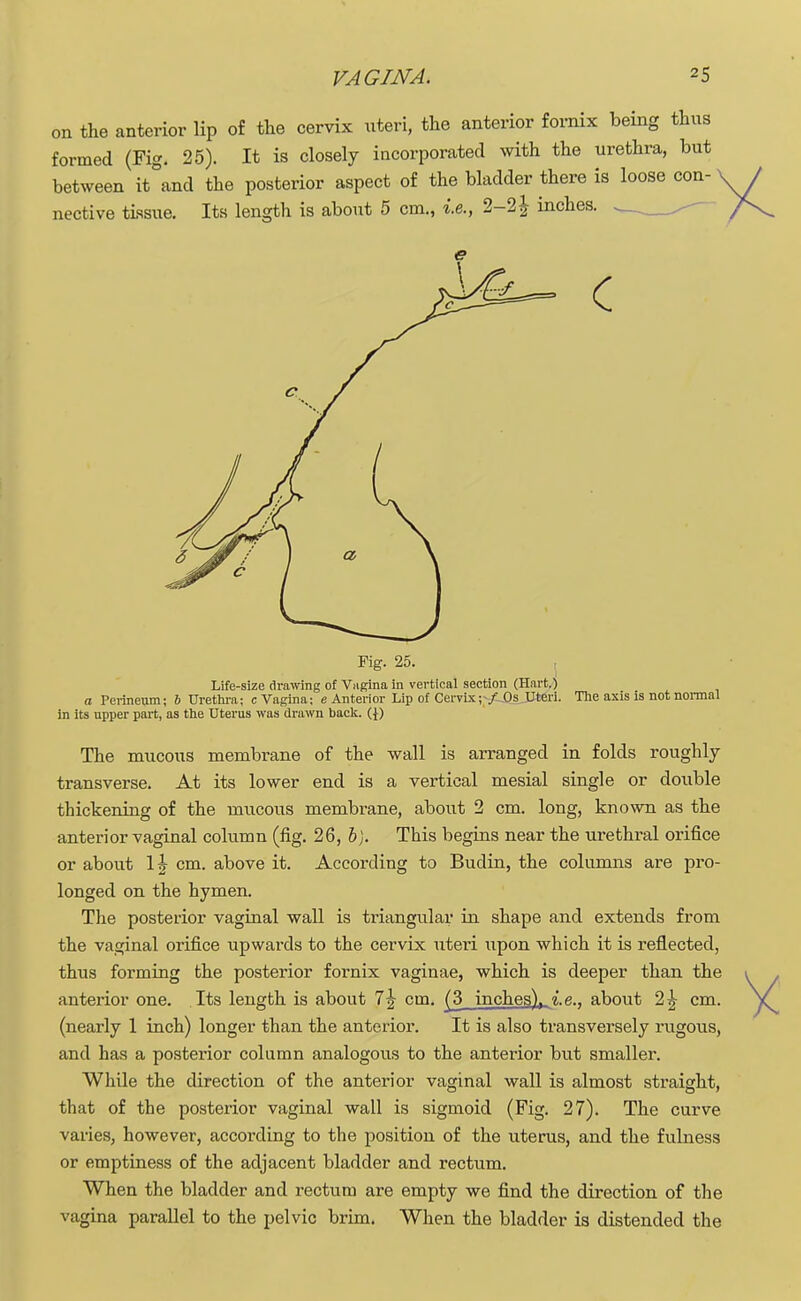 VAGINA. -5 on the anterior lip of the cervix uteri, the anterior fornix beuig thus formed (Fig. 25). It is closely incorporated with the urethra, but between it and the posterior aspect of the bladder there is loose con- nective tissue. Its length is about 5 cm., i.e., 2-2 J inches. c Fig. 25. Life-size drawing of Vagina in vertical section (Hart.) a Perineum; 6 Urethra; c Vagina; e Anterior Lip of Cervix; /Os Uteri. The axis is not normal in its upper part, as the Uterus was drawn back. (}) The mucous membrane of the wall is arranged in folds roughly transverse. At its lower end is a vertical mesial single or double thickening of the mucous membrane, about 2 cm. long, known as the anterior vaginal column (fig. 26, b). This begins near the urethral orifice or about 1J cm. above it. According to Budin, the columns are pro- longed on the hymen. The posterior vaginal wall is triangular in shape and extends from the vaginal orifice upwards to the cervix uteri upon which it is reflected, thus forming the posterior fornix vaginae, which is deeper than the anterior one. Its length is about l\ cm. (3 inches), i.e.. about 2^ cm. (nearly 1 inch) longer than the anterior. It is also transversely rugous, and has a posterior column analogous to the anterior but smaller. While the direction of the anterior vaginal wall is almost straight, that of the posterior vaginal wall is sigmoid (Fig. 27). The curve varies, however, according to the position of the uterus, and the fulness or emptiness of the adjacent bladder and rectum. When the bladder and rectum are empty we find the direction of the vagina parallel to the pelvic brim. When the bladder is distended the