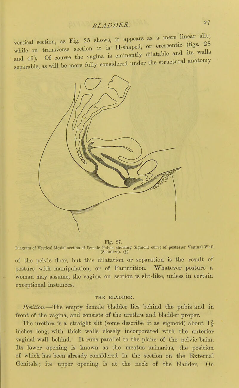 BLADDER. =>7 vertical section, * Kg. 25 shows, it appears as a mere^ linear slit, while on transverse section it is H-shaped, or crescent* £-J8 „nd 40) Of course the vagina is eminently d.latahle and its walls Separ2, aTwill he more fully considered nnder the stmctnral anatomy Fig. 27. Diagram of Vertical Mesial section of Female Pelvis, showing Sigmoid curve of posterior Vaginal Wall (Schultze). (±) of the pelvic floor, but this dilatation or separation is the result of posture with manipulation, or of Parturition. Whatever posture a woman may assume, the vagina on section is slit-like, unless in certain exceptional instances. THE BLADDER. Position.—The empty female bladder lies behind the pubis and in front of the vagina, and consists of the urethra and bladder proper. The urethra is a straight slit (some describe it as sigmoid) about If inches long, with thick walls closely incorporated with the anterior vaginal wall behind. It runs parallel to the plane of the pelvic brim. Its lower opening is known as the meatus urinarius, the position of which has been already considered in the section on the External Genitals; its upper opening is at the neck of the bladder. On