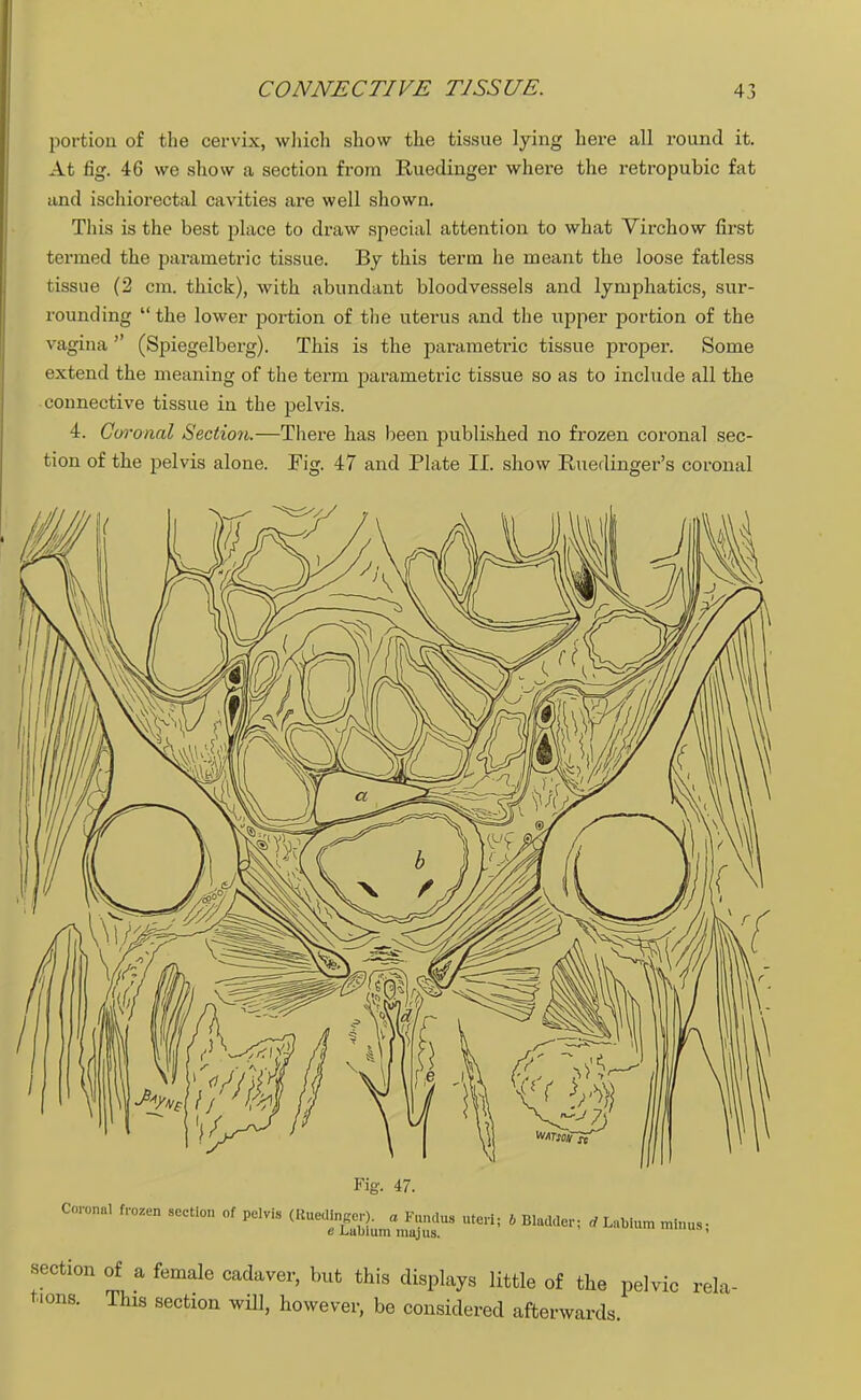 portion of the cervix, which show the tissue lying here all round it. At fig. 46 we show a section from Ruedinger where the retropubic fat and ischiorectal cavities are well shown. This is the best place to draw special attention to what Virchow first termed the parametric tissue. By this term he meant the loose fatless tissue (2 cm. thick), with abundant bloodvessels and lymphatics, sur- rounding  the lower portion of the uterus and the upper portion of the vagina  (Spiegelberg). This is the parametric tissue proper. Some extend the meaning of the term parametric tissue so as to include all the connective tissue in the pelvis. 4. Coronal Section.—There has been published no frozen coronal sec- tion of the pelvis alone. Fig. 47 and Plate II. show Ruedinger's coronal Fig. 47. Corona, froze,, section of pelvis (Kuedinger). a Fundus uteri; 6 Bladder; i Labium minus ■ e J_,uUium mujus. ' •section of a female cadaver, but this displays little of the pelvic rela- tions. This section will, however, be considered afterwards.