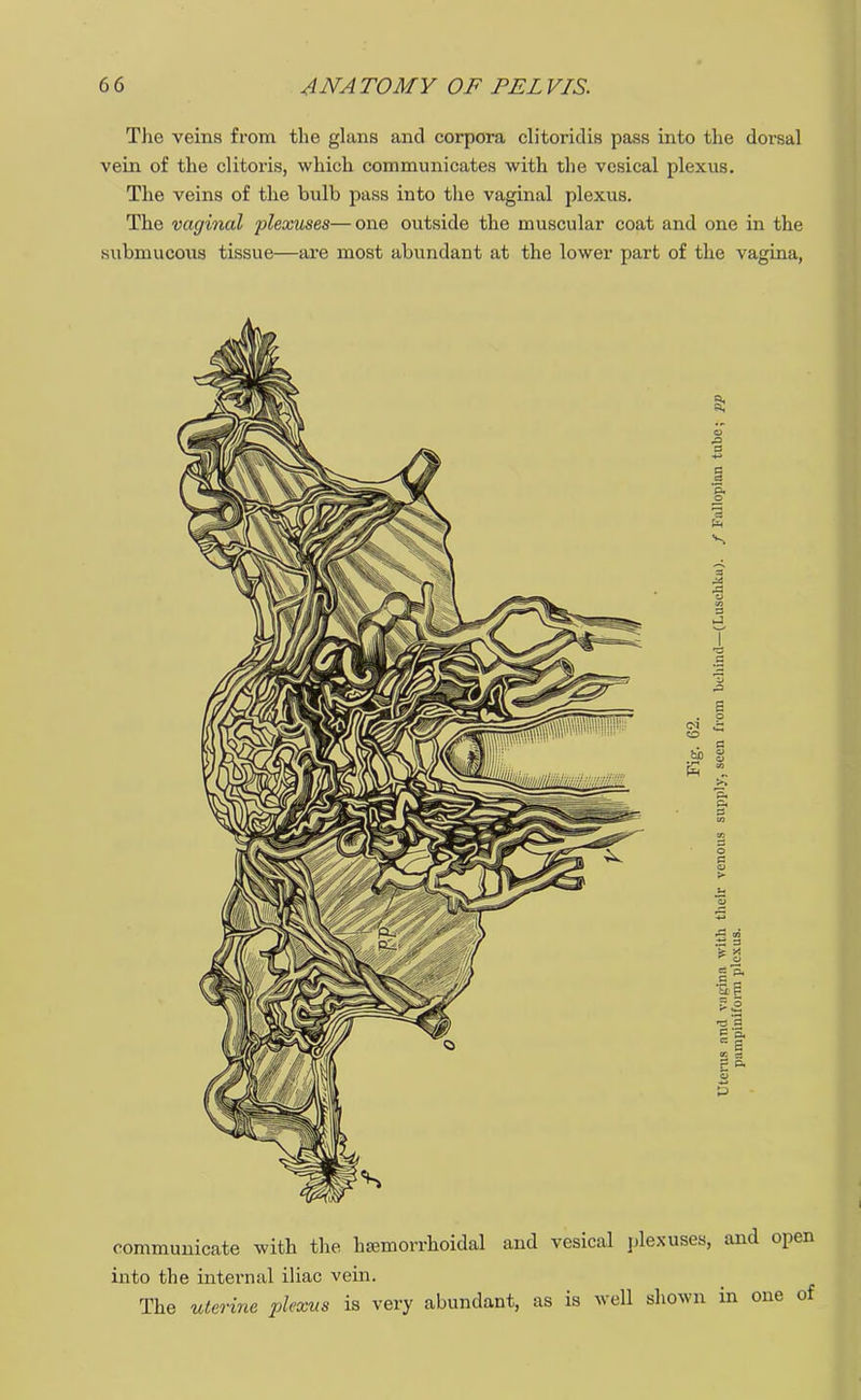 The veins from the glans and corpora clitoridis pass into the dorsal vein of the clitoris, which communicates with the vesical plexus. The veins of the bulb pass into the vaginal plexus. The vaginal plexuses—one outside the muscular coat and one in the submucous tissue—are most abundant at the lower part of the vagina, 8: s o SO . a ho g 2 3 |-p. •as ■c a a a communicate with the hemorrhoidal and vesical plexuses, and open into the internal iliac vein. The uterine plexus is very abundant, as is well shown in one of