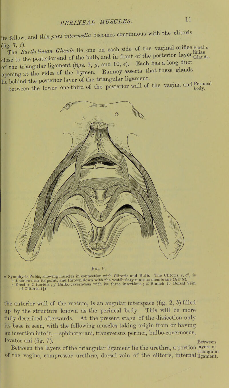 it^ fellow, and this pars intermedia becomes continuous with the clitoris ThViar^Aoto. Glands lie one on each side of the vaginal orificeBa^tho close to the posterior end of the bulb, and in front of the posterior layer of the triangular ligament (figs. 7, g, and 10, e). Each has a long duct opening at the sides of the hymen. Ranney asserts that these glands lie behind the posterior layer of the triangular ligament Between the lower one-third of the posterior wall of the vagma andPenneal Fig. 9. a Symphysis Pubis, showing muscles in connection with Clitoris and Bulb. The Clitoris, e, c, is cut across near its point, and thrown down with the vestibulary mucous membrane (Henle). e Erector Clitoridis ; / Bulbo-cavernosus with its three insertions ; d Branch to Dorsal Vein of Clitoris. {{) the anterior wall of the rectxim, is an angular interspace (fig. 2, b) filled up by the structure known as the perineal body. This will be more fully described afterwards. At the present stage of the dissection only its base is seen, with the following muscles taking origin from or having an insertion into it,—sphincter ani, transversus perinei, bulbo-cavernosus, levator ani (fig. 7). Between Between the layers of the triangular ligament lie the urethra, a portion layers of of the vagina, compressor urethrre, dorsal vein of the clitoris, internal ligament.