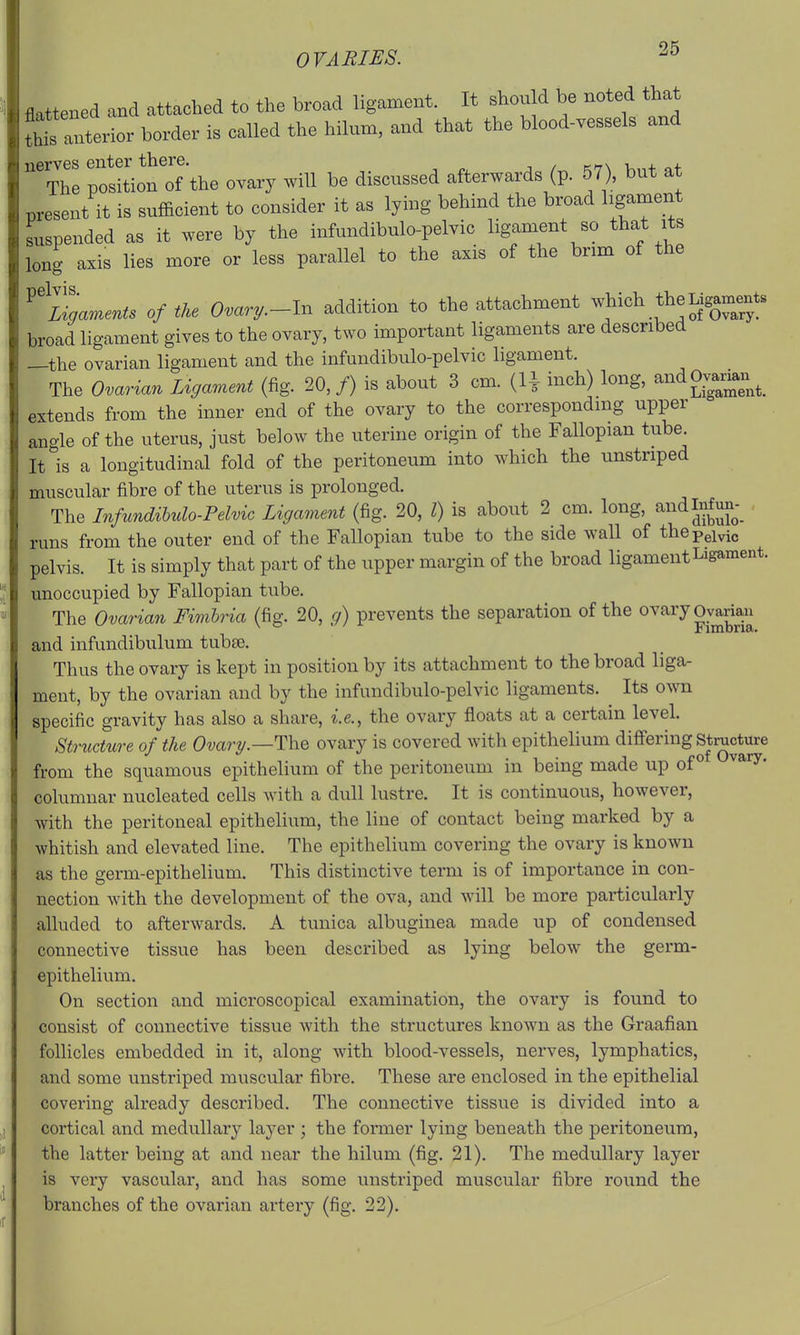 OVARIES. 2^ flattened and attaclied to the broad ligament. It should be noted that ^Tllrior border is called the hilum, and that the blood-vessels and nerves enter there. Kf7\ -u + The position of the ovary will be discussed afterwards (p. 57), but at present it is sufficient to consider it as lying behind the broad ligament suspended as it were by the infundibulo-pelvic ligament so that its long axis lies more or less parallel to the axis of the brim of the ^'%aments of the Ovary.-ln addition to the attachment which theLigam^^^^^^^ broad ligament gives to the ovary, two important ligaments are described —the ovarian ligament and the infundibulo-pelvic ligament. The Ovarian Ligament (fig. 20,/) is about 3 cm. (li inch) long, andOvamu^^ extends from the inner end of the ovary to the corresponding upper angle of the uterus, just below the uterine origin of the Fallopian tube. It Is a longitudinal fold of the peritoneum into which the unstriped muscular fibre of the uterus is prolonged. The Infundibulo-Pelvic Ligament (fig. 20, I) is about 2 cm. long, andInfun-_ runs from the outer end of the Fallopian tube to the side wall of thepeivic pelvis. It is simply that part of the upper margin of the broad ligament Ligament, unoccupied by Fallopian tube. The Ovarian Fimbria (fig. 20, g) prevents the separation of the ovary Oyariau ^ ° fimbria. and infundibulum tubee. Thus the ovary is kept in position by its attachment to the broad liga- ment, by the ovarian and by the infundibulo-pelvic ligaments. ^ Its own specific gravity has also a share, i.e., the ovary floats at a certain level. StrttcUire of the Ovary.—The ovary is covered with epithelium differing stmcture from the squamous epithelium of the peritoneum in being made up of ° columnar nucleated cells with a dull lustre. It is continuous, however, with the peritoneal epithelium, the line of contact being marked by a whitish and elevated line. The epithelium covering the ovary is known as the germ-epithelium. This distinctive term is of importance in con- nection with the development of the ova, and will be more particularly alluded to afterwards. A tunica albuginea made up of condensed connective tissue has been described as lying below the germ- epithelium. On section and microscopical examination, the ovary is found to consist of connective tissue with the structures knoAvn as the Graafian follicles embedded in it, along with blood-vessels, nerves, lymphatics, and some unstriped muscular fibre. These are enclosed in the epithelial covering already described. The connective tissue is divided into a cortical and medullary layer ; the former lying beneath the peritoneum, the latter being at and near the hilum (fig. 21). The medullary layer is very vascular, and has some unstriped muscular fibre round the branches of the ovarian artery (fig. 22).