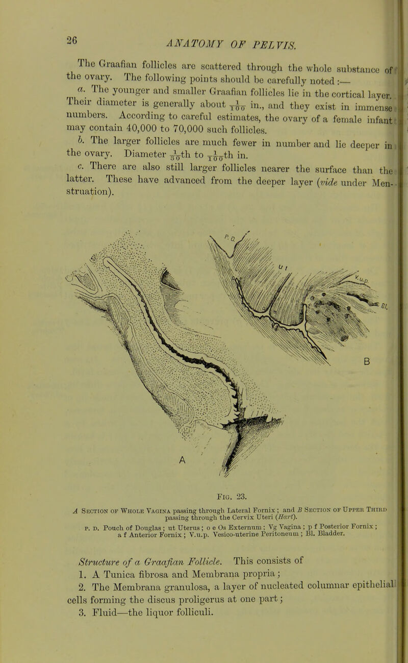 The Graafian follicles are scattered through the whole substance of the ovary. The following points should be carefully noted :— a. The younger and smaller Graafian follicles lie in the cortical layer Their diameter is generally about in., and they exist in immensei numbers. According to careful estimates, the ovary of a female infant t may contain 40,000 to 70,000 such follicles. h. The larger follicles are much fewer in number and lie deeper in i the ovary. Diameter ^^th to y^^th in. c. There are also still larger follicles nearer the surface than the latter. These have advanced from the deeper layer {vide under Men-- struation). Fig. 23. A Section of Whole Vagina passing through Lateral Fornix ; and B Section of Upper Third passing through the Cervix Uteri {Hart). p. D. Pouch of Douglas ; ut Uterus ; o e Os Externum ; Vg Vagina ; p f Posterior Fornix ; a f Anterior Fornix ; V.u.p. Vesico-uterine Peritoneum ; Bl. Bladder. Structure of a Graafian Follicle. This consists of 1. A Tunica fibrosa and Membrana propria; 2. The Membrana granulosa, a layer of nucleated columnar epithelial! cells forming the discus proligerus at one part; 3. Fluid—the liquor folliculi.