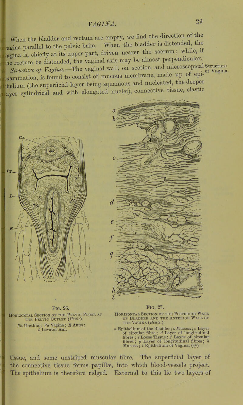 When the bladder and rectum are empty, we find the du-ection of the .agina parallel to the pelvic brim. When the bladder is distended the ragina is, chiefly at its upper part, driven nearer the sacrum; while, it he rectum be distended, the vaginal axis may be almost perpendicular Structure of Vagina.-The vaginal wall, on section and microscopical Structure .xamination, is found to consist of mucous membrane, made up ot epi- thelium (the superficial layer being squamous and nucleated, the deeper ayer cylindrical and with elongated nuclei), connective tissue, elastic Fig. 26. Horizontal Section of the Pelvic Floor at THE Pelvic Outlet (Henle). Da Urethra ; Va Vagina; R Anus ; L Levator Ani. Fig. 27. Horizontal Section of the Posterior Wall of Bladder and the Anterior Wall of the Vagina (Henle.) a Epithelium of the Bladder; b Mucosa; c Layer of circular fibre ; d Layer of longitudinal fibres ; e Loose Tissue ; / Layer of circular fibres ; g Layer of longitudinal fibres; h Mucosa; i Epithelium of Vagina. tissue, and some unstriped muscular fibre. The superficial layer of the connective tissue forms papillEe, into which blood-vessels project. The epithelium is therefore ridged. External to this lie two layers of