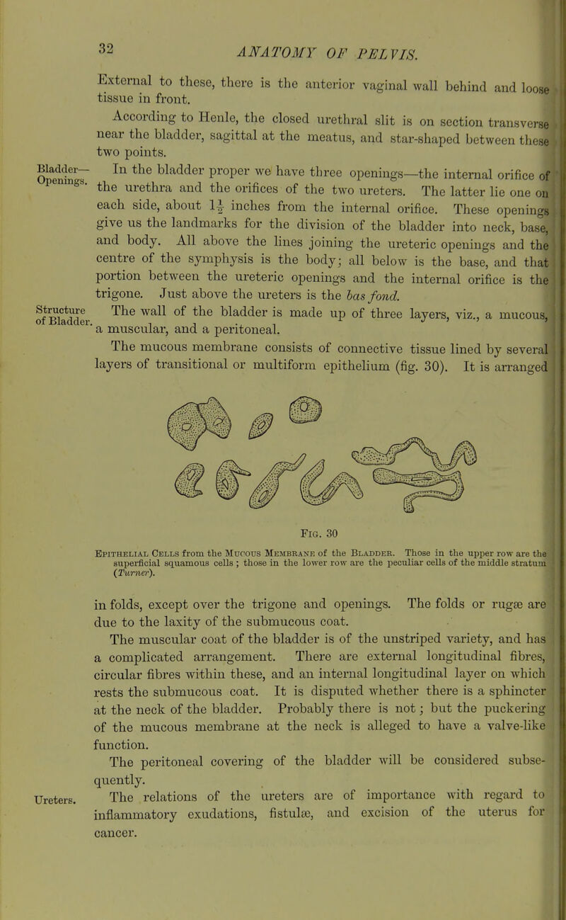 Bladder- Openings. Structure of Bladder. External to these, there is the anterior vaginal wall behind and loose tissue in front. According to Henle, the closed urethral slit is on section transverse near the bladder, sagittal at the meatus, and star-shaped between these two points. In the bladder proper we have three openings—the internal orifice of the urethra and the orifices of the two ureters. The latter lie one on each side, about 1|- inches from the internal orifice. These openings give us the landmarks for the division of the bladder into neck, bas'e, and body. All above the Hues joining the ureteric openings and the centre of the symphysis is the body; all below is the base, and that portion between the ureteric openings and the internal orifice is the trigone. Just above the ureters is the has fond. The wall of the bladder is made up of three layers, viz., a mucous, a muscular, and a peritoneal. The mucous membrane consists of connective tissue lined by several layers of transitional or multiform epithelium (fig. 30). It is arranged Fig. 30 Epithelial Cells from the Mucous Membrane of the Bladder. Those in the upper row are tlie superficial squamous cells ; those in the lower row are the peculiar cells of the middle stratum {Turner). in folds, except over the trigone and openings. The folds or rugse are due to the laxity of the submucous coat. The muscular coat of the bladder is of the unstriped variety, and has a complicated arrangement. There are external longitudinal fibres, circular fibres within these, and an internal longitudinal layer on which rests the submucous coat. It is disputed whether there is a sphincter at the neck of the bladder. Probably there is not; but the puckering of the mucous membrane at the neck is alleged to have a valve-like function. The peritoneal covering of the bladder will be considered subse- quently. Ureters. The relations of the ureters are of importance with regard to inflammatory exudations, fistulee, and excision of the uterus for cancer.