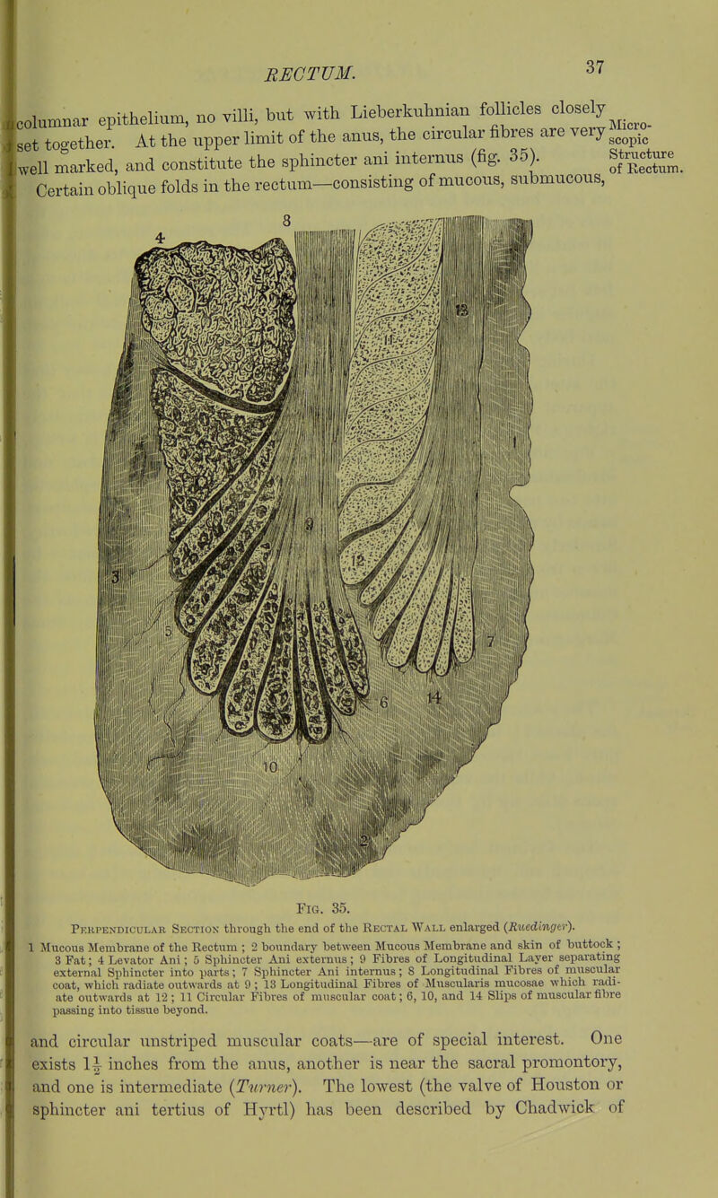 RECTUM. columnar epithelium, no villi, but with Lieberknhnian follicles dosely set too•ethel^ At the upper limit of the anus, the circular fibres are very ^^^^ well marked, and constitute the sphincter ani internus (fig. 35). Structure^^ Certain oblique folds in the rectum—consisting of mucous, submucous, Fig. 35. Pekpendicular Section through the end of the Rectal Wall enlarged {Ruedingtv). 1 Mucous Membrane of the Rectum ; 2 boundary between Mucous Membrane and skin of buttock ; 3 Fat; 4 Levator Ani; 5 Sphincter Ani extemus; 9 Fibres of Longitudinal Layer separating external Sphincter into parts; 7 Sphincter Ani internus; 8 Longitudinal Fibres of muscular coat, which radiate outwards at 9 ; 13 Longitudinal Fibres of Muscularis mucosae which radi- ate outwards at 12; 11 Circular Fibres of muscular coat; 6, 10, and 14 Slips of muscular fibre passing into tissue beyond. and circular unstriped muscular coats—are of special interest. One exists 1^ inches from the anus, another is near the sacral promontory, and one is intermediate {Turner). The lowest (the valve of Houston or sphincter ani tertius of Hyrtl) has been described by Chadwick of