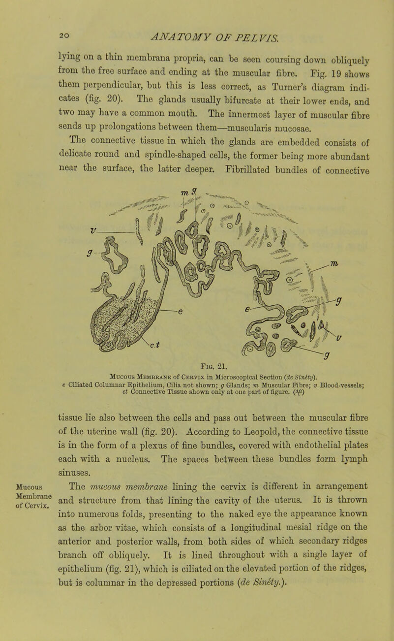 Mucous Membrane of Cervix. lying on a thin membrana propria, can be seen coursing down obliquely from the free surface and ending at the muscular fibre. Fig. 19 shows them perpendicular, but this is less correct, as Turner’s diagram indi- cates (fig. 20). The glands usually bifurcate at their lower ends, and two may have a common mouth. The innermost layer of muscular fibre sends up prolongations between them—muscularis mucosae. The connective tissue in which the glands are embedded consists of delicate round and spindle-shaped cells, the former being more abundant near the surface, the latter deeper. Fibrillated bundles of connective Mucous Membrane of Cervix in Microscopical Section (de Sinity). e Ciliated Columnar Epithelium, Cilia not shown; g Glands; m Muscular Fibre; v Blood-vessels; ct Connective Tissue shown only at one part of figure, (y1) tissue lie also between the cells and pass out between the muscular fibre of the uterine wall (fig. 20). According to Leopold, the connective tissue is in the form of a plexus of fine bundles, covered with endothelial plates each with a nucleus. The spaces between these bundles form lymph sinuses. The mucous membrane lining the cervix is different in arrangement and structure from that lining the cavity of the uterus. It is thrown into numerous folds, presenting to the naked eye the appearance known as the arbor vitae, which consists of a longitudinal mesial ridge on the anterior and posterior walls, from both sides of which secondary ridges branch off obliquely. It is lined throughout with a single layer of epithelium (fig. 21), which is ciliated on the elevated portion of the ridges, but is columnar in the depressed portions (de Sinety.).