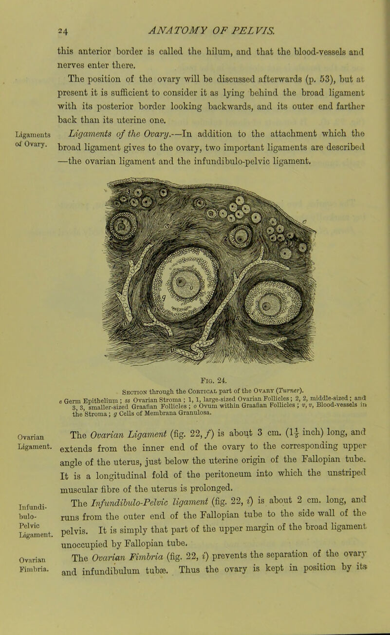 Ligaments of Ovary. Ovarian Ligament, Infundi- bulo- Pelvic Ligament. Ovarian Fimbria. this anterior border is called the hiluin, and that the blood-vessels and nerves enter there. The position of the ovary will be discussed afterwards (p. 53), but at present it is sufficient to consider it as lying behind the broad ligament with its posterior border looking backwards, and its outer end farther back than its uterine one. Ligaments of the Ovary.—In addition to the attachment which the broad ligament gives to the ovary, two important ligaments are described —the ovarian ligament and the infundibulo-pelvic ligament. Fig. 24. Section through the Cortical part of the Ovary (Turner), e Germ Epithelium ; ss Ovarian Stroma ; 1, 1, large-sized Ovarian Follicles; 2, 2, middle-sized; and 3, 3, smaller-sized Graafian Follicles ; o Ovum within Graafian Follicles j v, vi Blood-vessels n* the Stroma; g CeUs of Membrana Granulosa. The Ovarian Ligament (fig. 22, /) is about 3 cm. (14 inch) long, and extends from the inner end of the ovary to the corresponding upper angle of the uterus, just below the uterine origin of the Fallopian tube. It is a longitudinal fold of the peritoneum into which the unstriped muscular fibre of the uterus is prolonged. The Infundibulo-Pelmc ligament (fig. 22, i) is about 2 cm. long, and runs from the outer end of the Fallopian tube to the side wall of the pelvis. It is simply that part of the upper margin of the broad ligament unoccupied by Fallopian tube. The Ovarian Fimbria (fig. 22, i) prevents the separation of the ovary and infundibulum tubse. Thus the ovary is kept in position by its