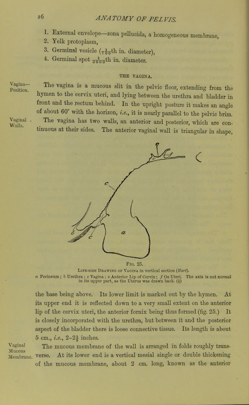 Vagina— Position. Vaginal . Walls. Vaginal Mucous Membrane. 1. External envelope zona pellucida, a homogeneous membrane, 2. Yelk protoplasm, 3. Germinal vesicle (T^th in. diameter), 4. Germinal spot ^^th in. diameter. the vagina. The vagina is a mucous slit in the pelvic floor, extending from the hymen to the cervix uteri, and lying between the urethra and bladder in front and the rectum behind. In the upright posture it makes an angle of about 60 with the horizon, i.e., it is nearly parallel to the pelvic brim. The vagina has two walls, an anterior and posterior, which are con- tinuous at their sides. The anterior vaginal wall is triangular in shape, Life-size Drawing of Vagina in vertical section (Hart). a Perineum ; b Urethra ; c Vagina; e Anterior Lip of Cervix; / Os Uteri. The axis is not normal in its upper part, as the Uterus was drawn hack. (}) the base being above. Its lower limit is marked out by the hymen. At its upper end it is reflected down to a very small extent on the anterior lip of the cervix uteri, the anterior fornix being thus formed (fig. 25.) It is closely incorporated with the urethra, but between it and the posterior aspect of the bladder there is loose connective tissue. Its length is about 5 cm., i.e., 2-2^. inches. The mucous membrane of the wall is arranged in folds roughly trans- verse. At its lower end is a vertical mesial single or double thickening of the mucous membrane, about 2 cm. long, known as the anterior