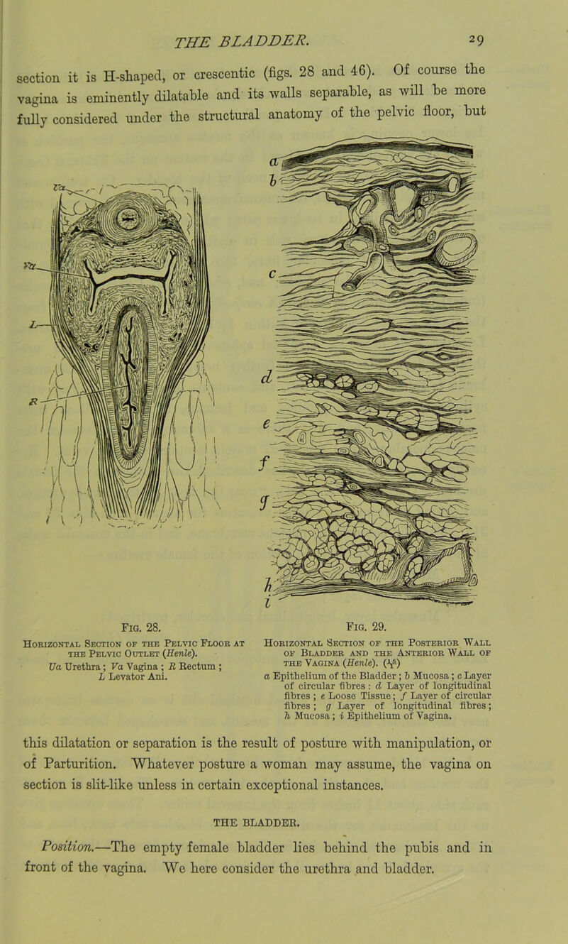 section it is H-shaped, or crescentic (figs. 28 and 46). Of course the vagina is eminently dilatable and its walls separable, as will be more fully considered under the structural anatomy of the pelvic floor, but Fig. 28. Horizontal Section of the Pelvic Floor at the Pelvic Outlet (Henle). Ua Urethra; Va Vagina ; R Rectum ; L Levator Ani. Fig. 29. Horizontal Section of the Posterior Wall of Bladder and the Anterior Wall of the Vagina (Henle). a Epithelium of the Bladder; b Mucosa; c Layer of circular fibres : d Layer of longitudinal fibres ; e Loose Tissue; / Layer of circular fibres; g Layer of longitudinal fibres; h Mucosa; i Epithelium of Vagina. this dilatation or separation is the result of posture with manipulation, or of Parturition. Whatever posture a woman may assume, the vagina on section is slit-like unless in certain exceptional instances. THE BLADDER. Position.—The empty female bladder lies behind the pubis and in front of the vagina. We here consider the urethra and bladder.