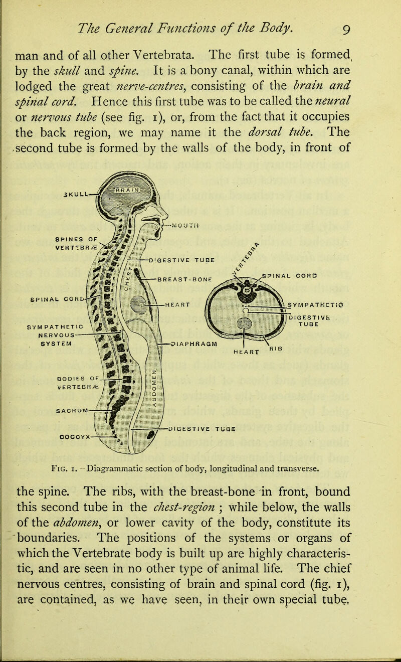 man and of all other Vertebrata. The first tube is formed^ by the skull and spine. It is a bony canal, within which are lodged the great nerve-centres^ consisting of the brain and spinal cord. Hence this first tube was to be called the neural or nervotis tube (see fig. i), or, from the fact that it occupies the back region, we may name it the dorsal tube. The >second tube is formed by the walls of the body, in front of Fig. I. -Diagrammatic section of body, longitudinal and transverse. the spine. The ribs, with the breast-bone in front, bound this second tube in the chest-region ; while below, the walls of the abdomen, or lower cavity of the body, constitute its 'boundaries. The positions of the systems or organs of which the Vertebrate body is built up are highly characteris- tic, and are seen in no other type of animal life. The chief nervous centres, consisting of brain and spinal cord (fig. i), are contained, as we have seen, in their own special tube.